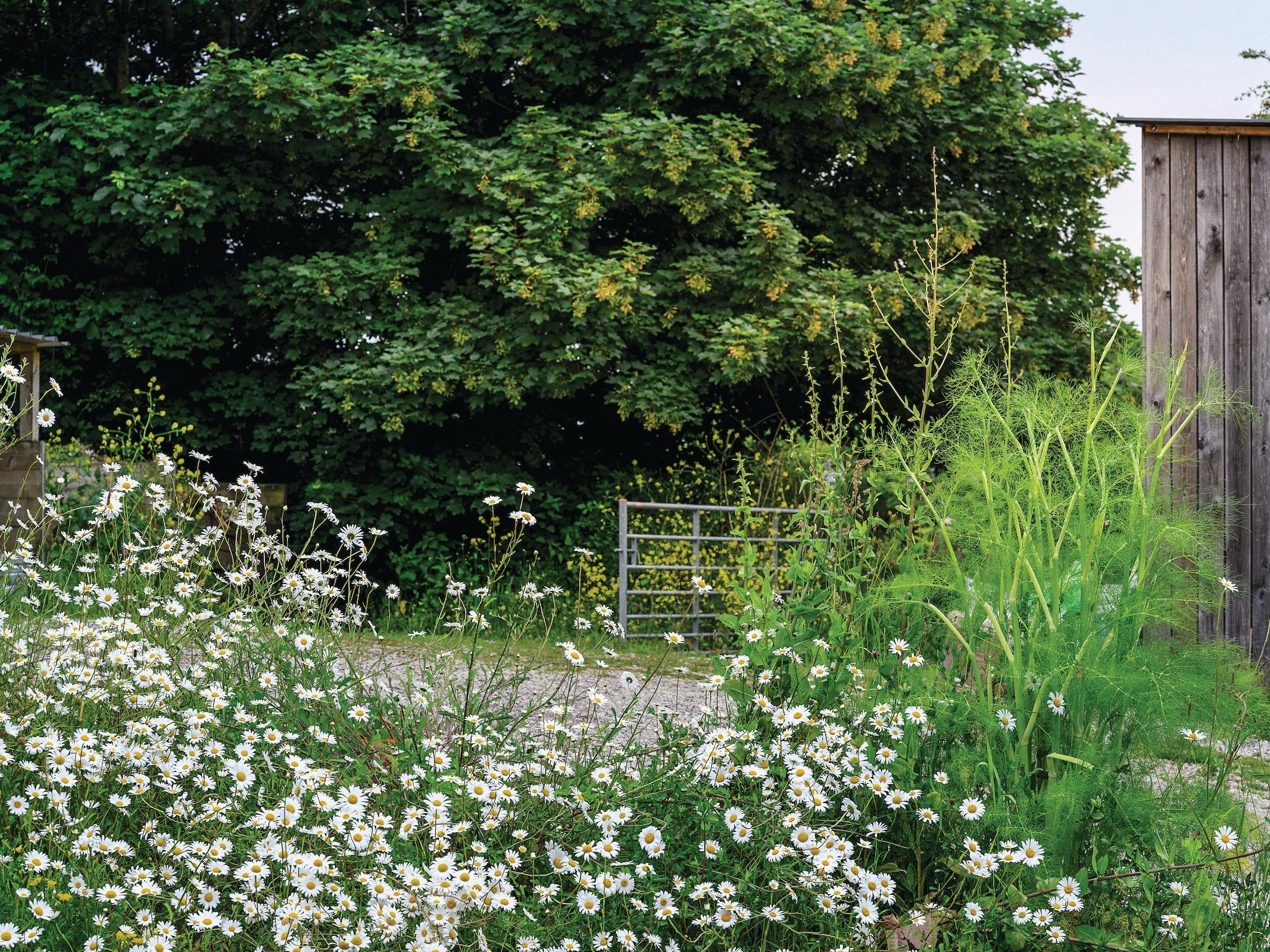 Daisies