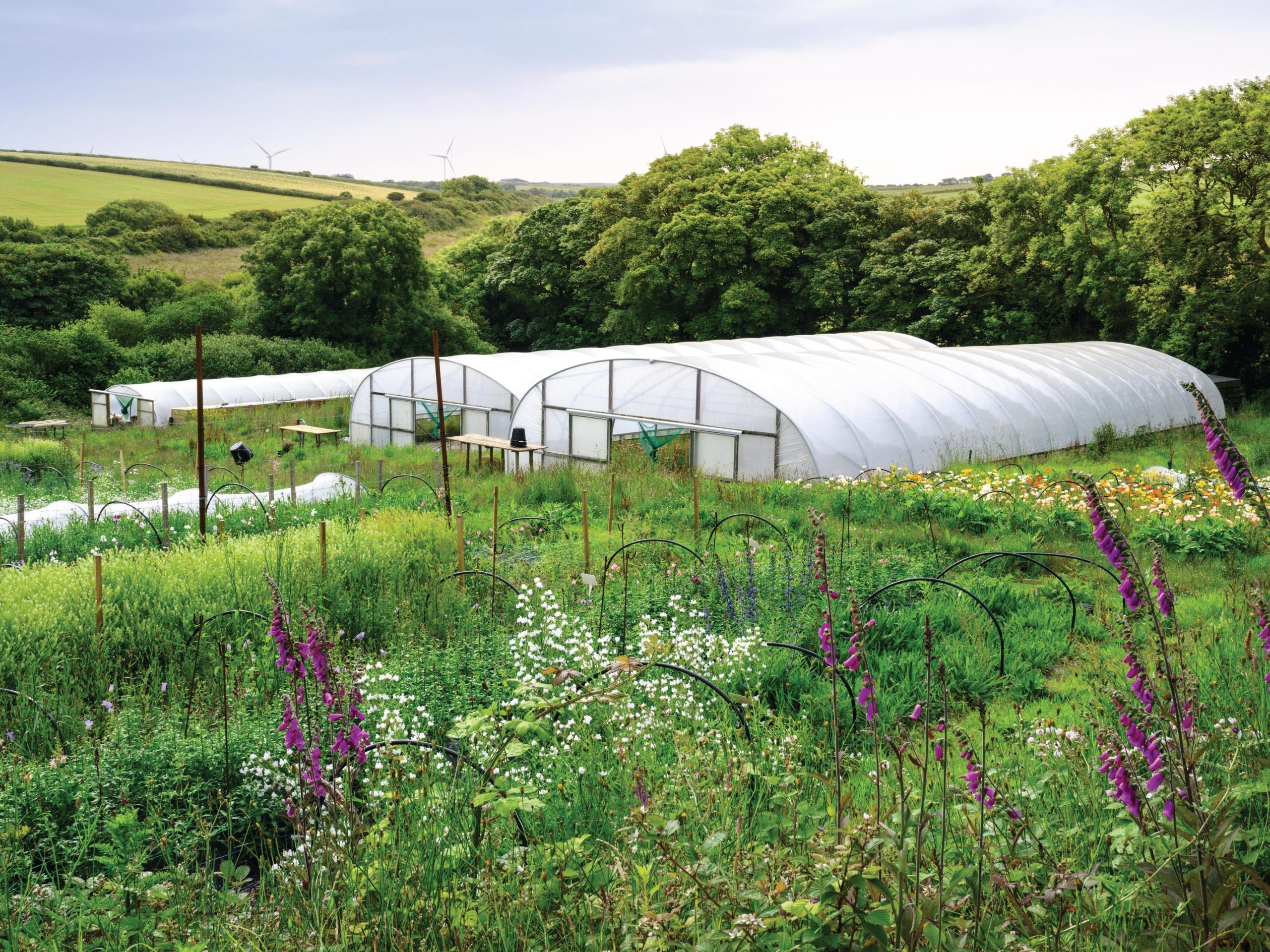 Polytunnel and flowers