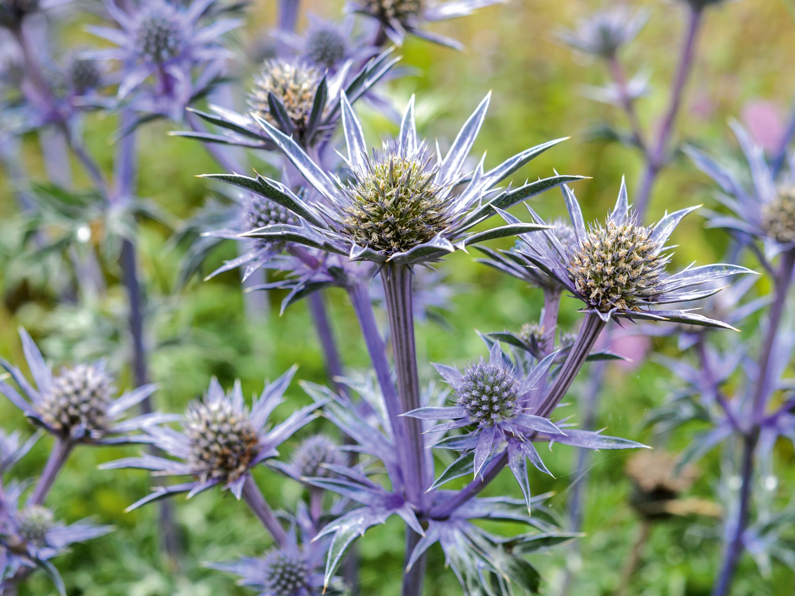 Eryngium bourgatii 'Picos Blue'