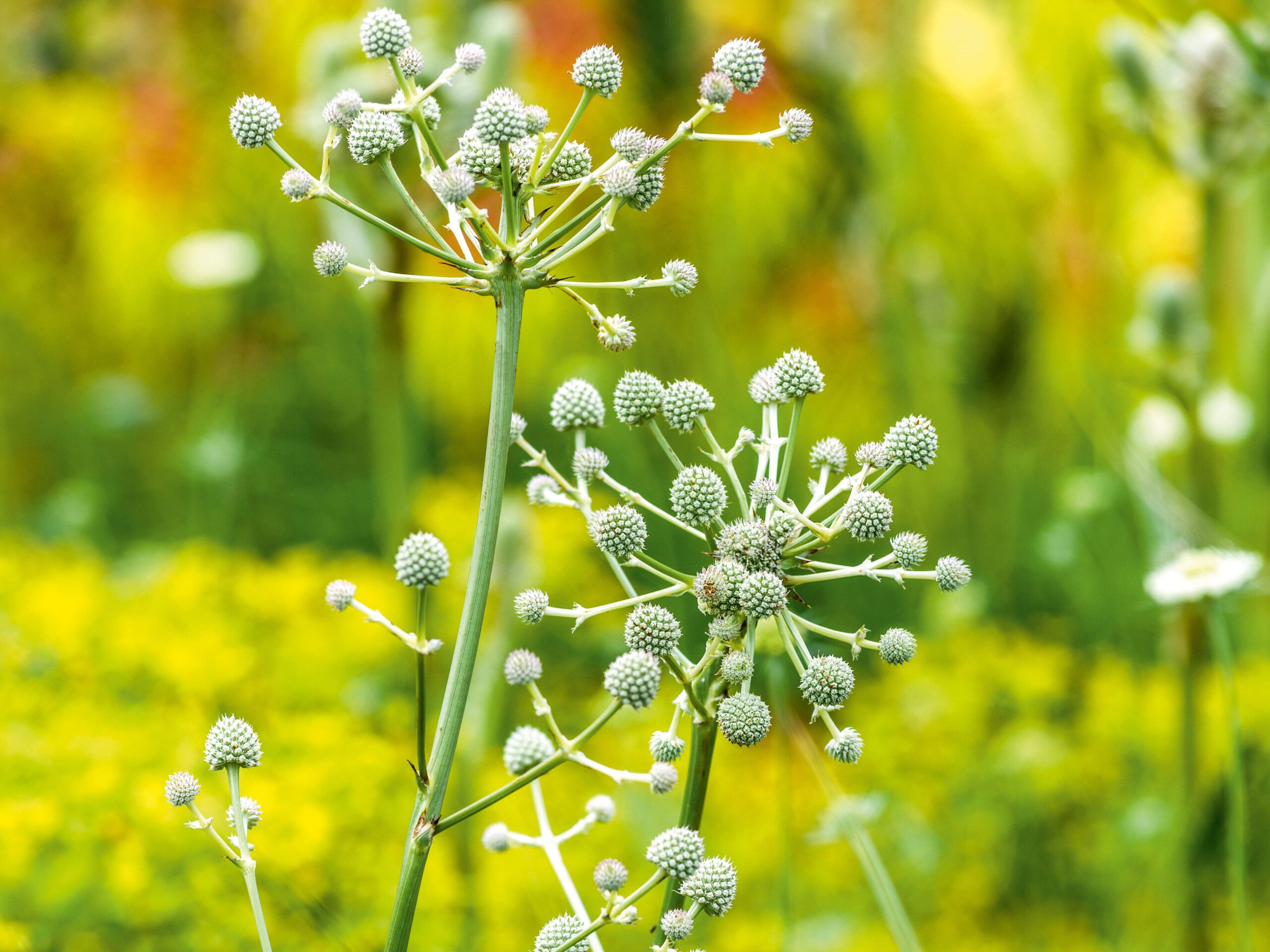 Eryngium eburneum