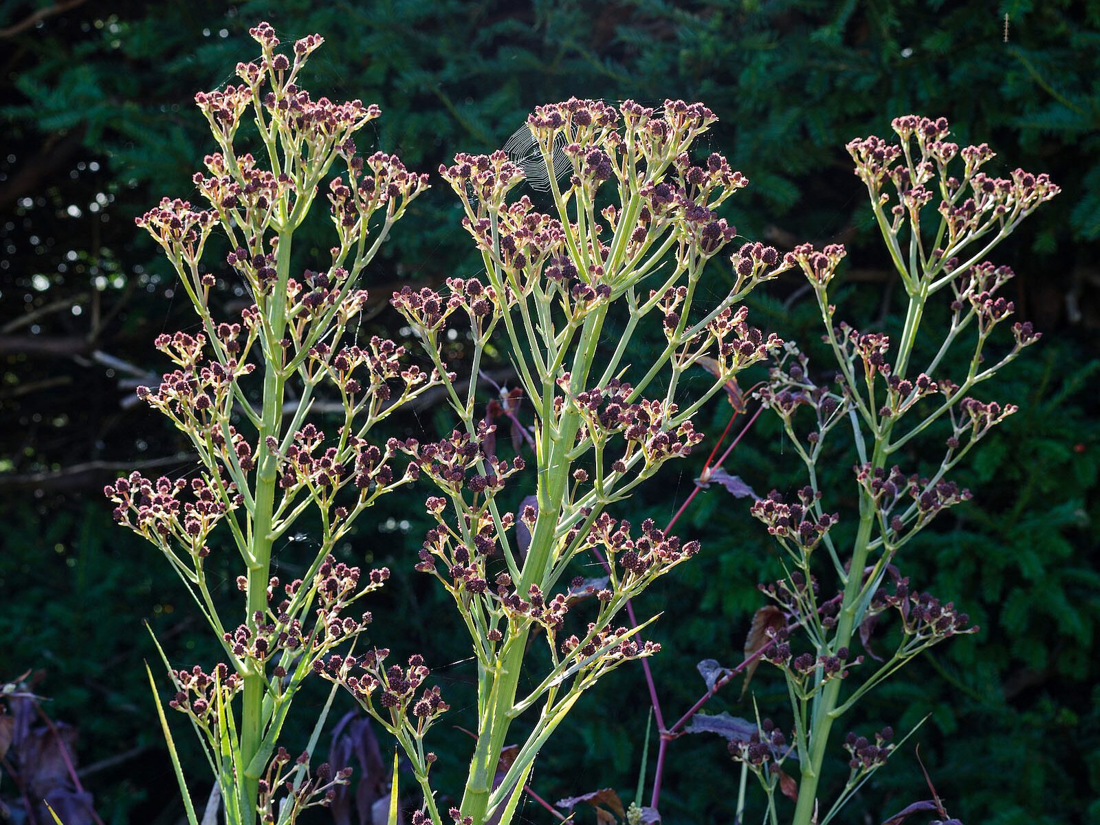Eryngium pandanifolium 'Physic Purple'