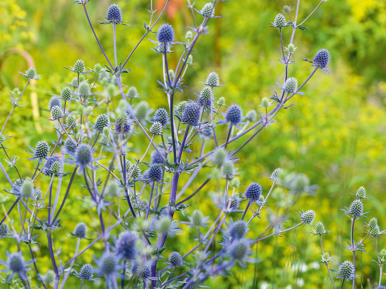 Eryngium ◊ tripartitum