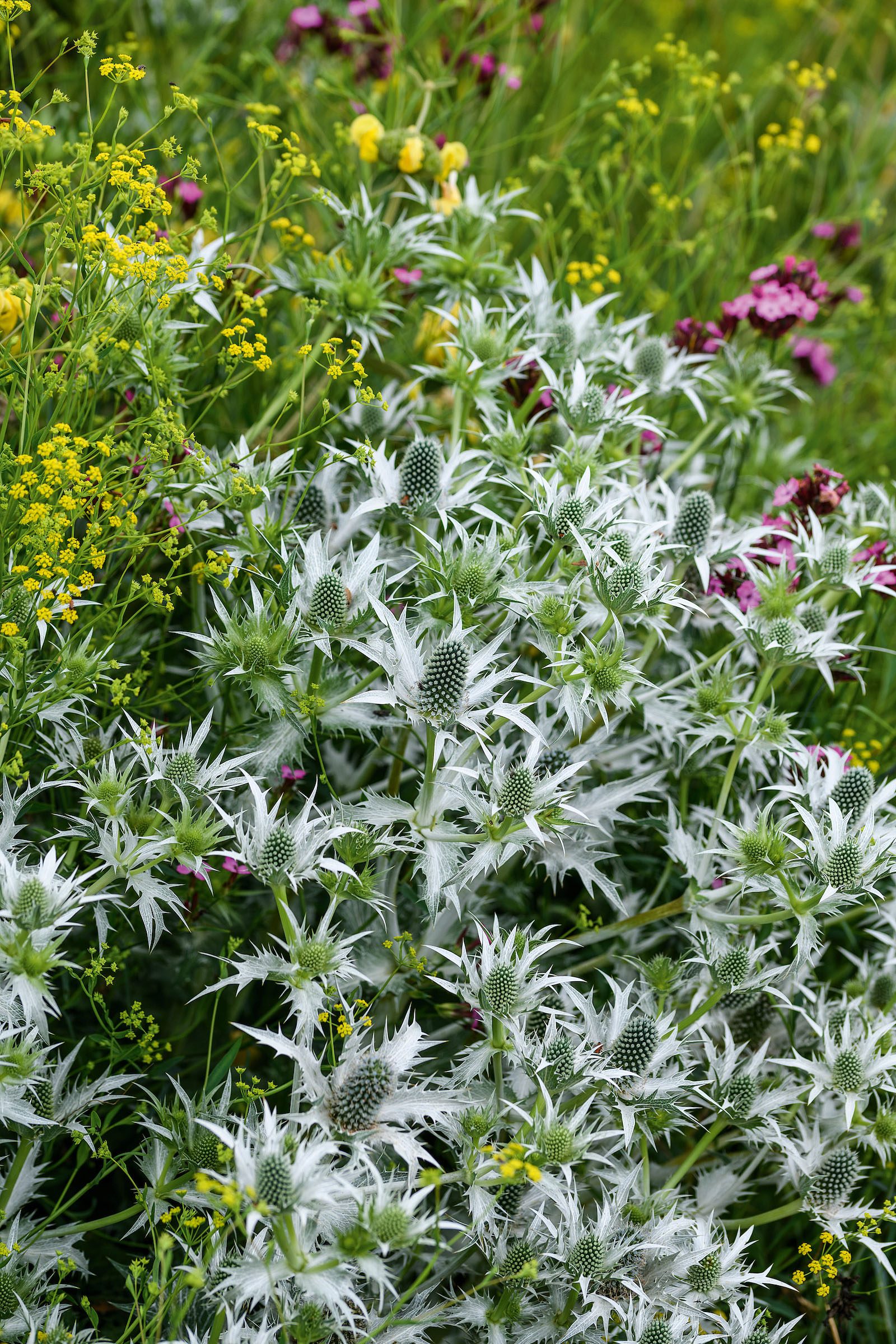 Eryngium giganteum 'Silver Ghost'