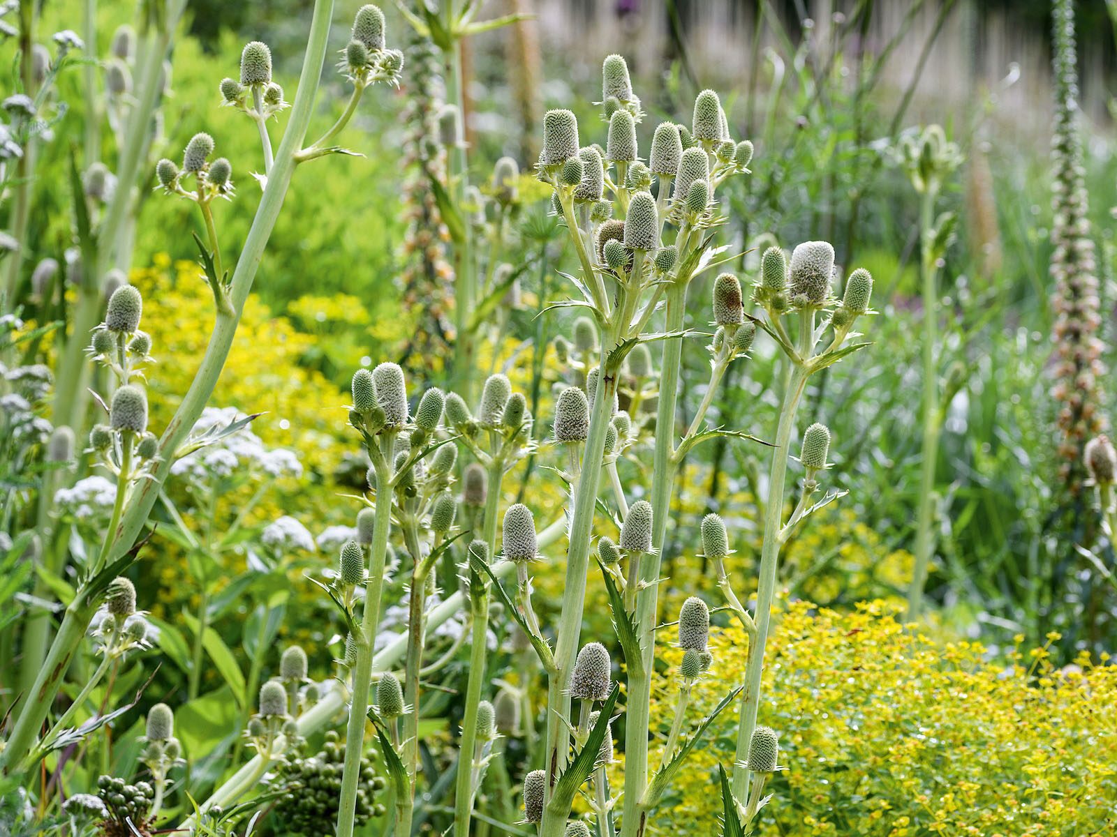 Eryngium agavifolium