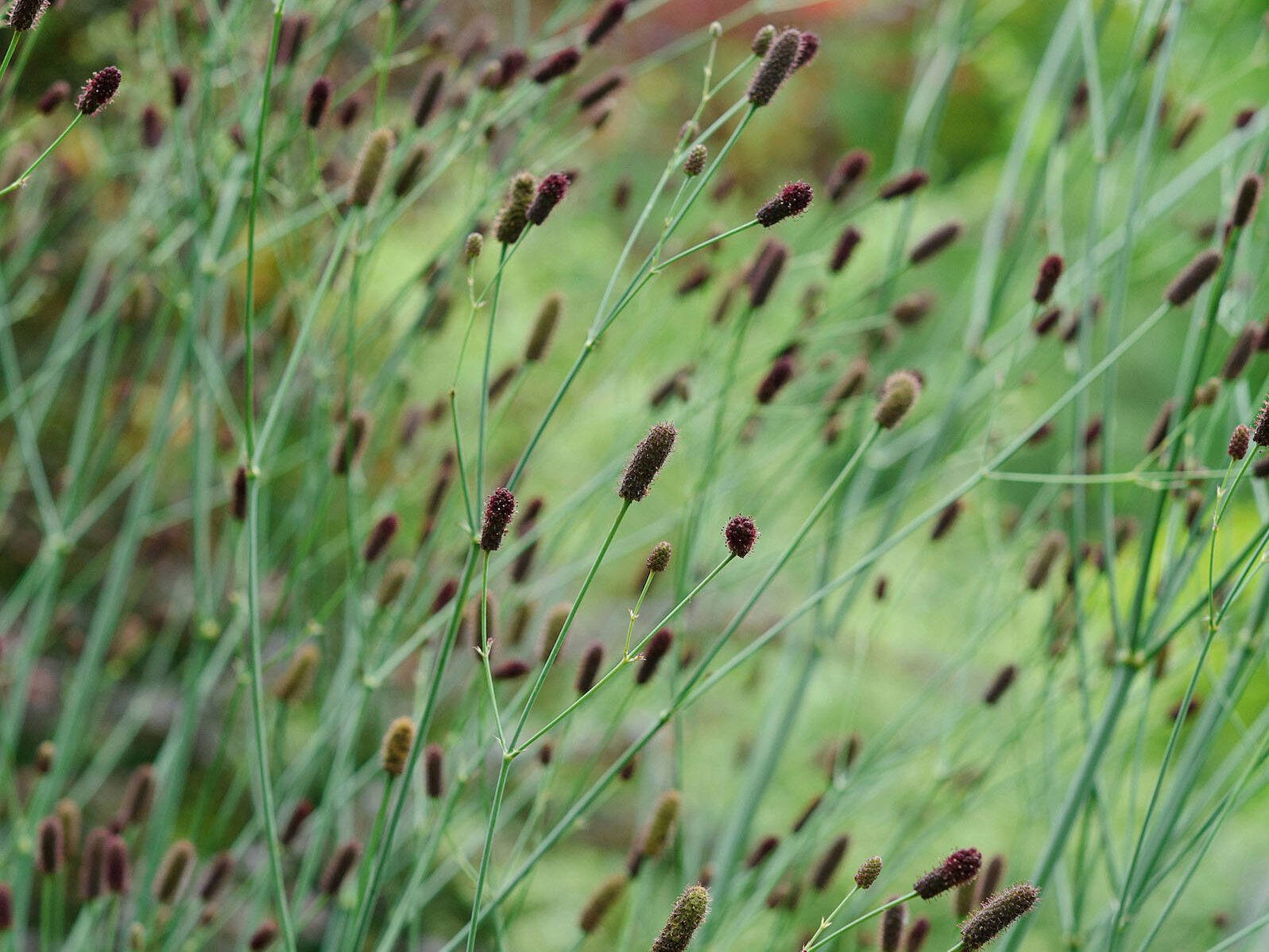 Eryngium Ebracteatum