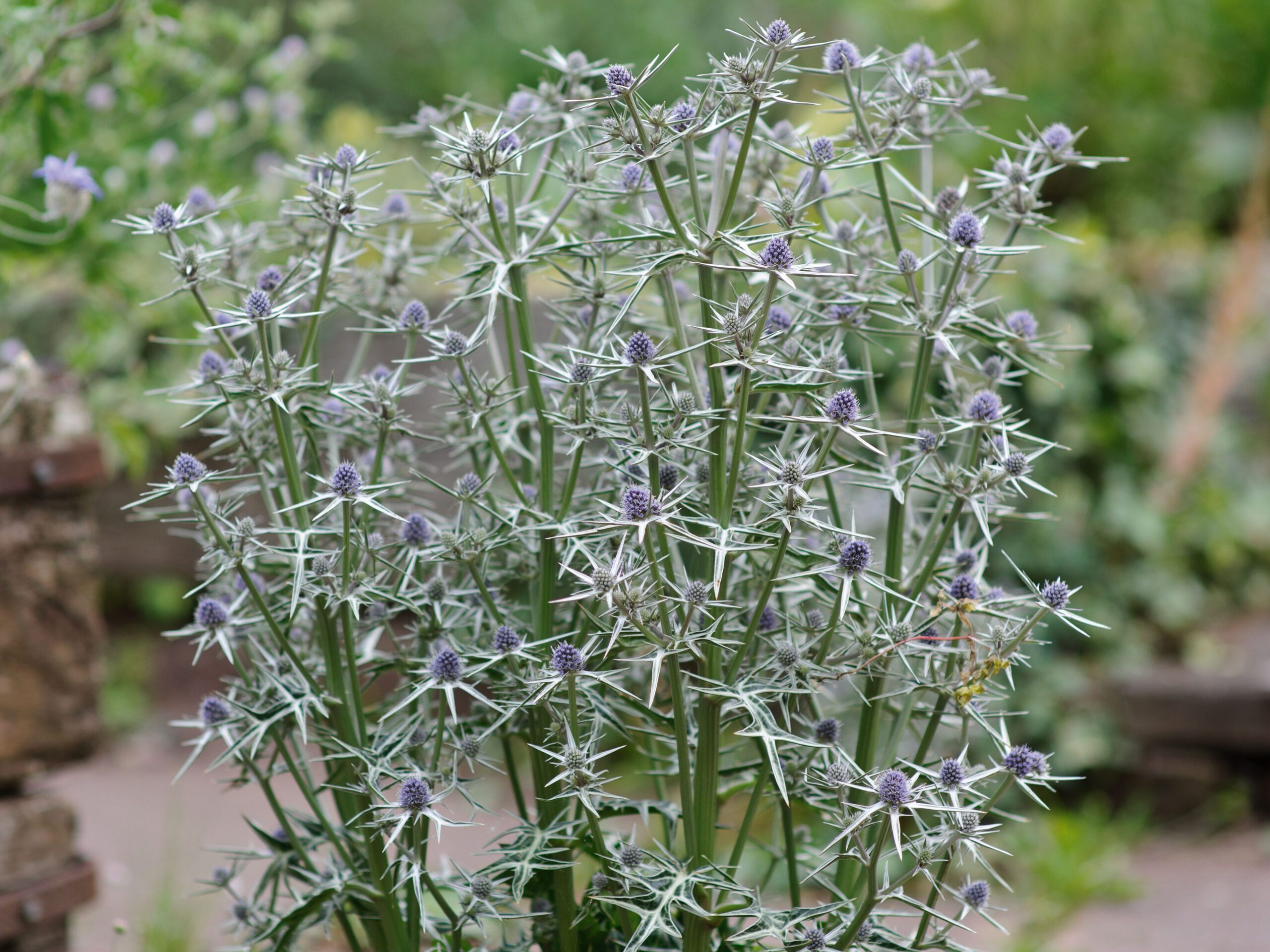 Eryngium variifoilum