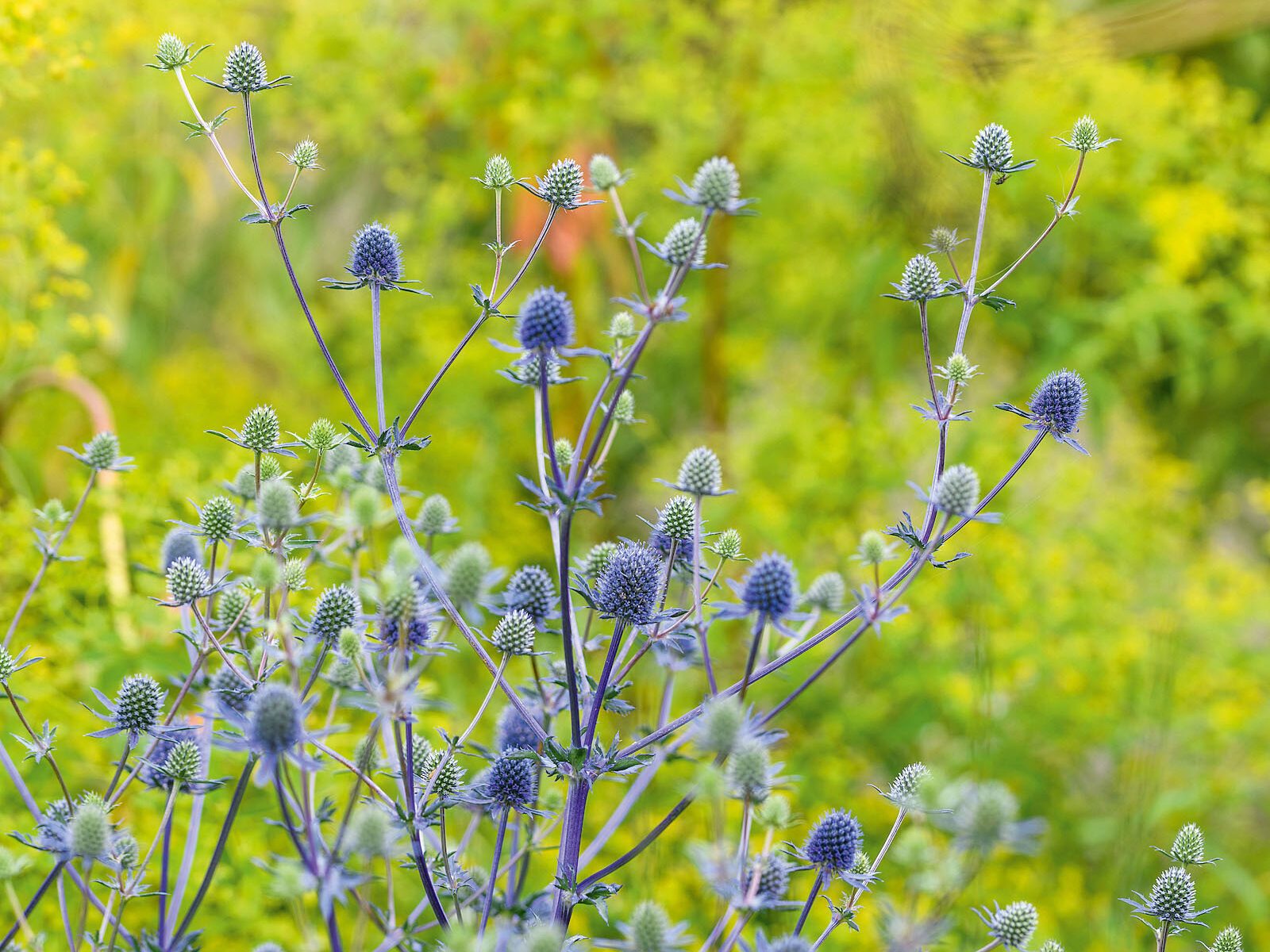 Eryngium ◊ tripartitum