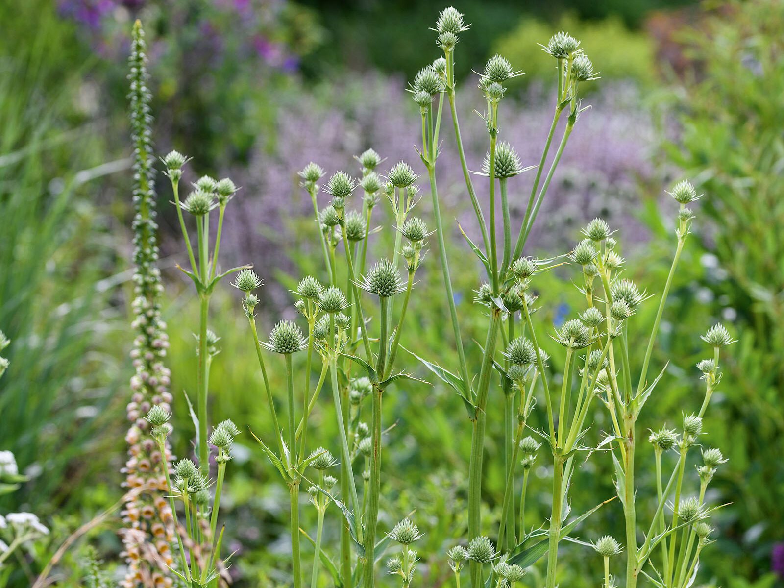 Eryngium yuccifolium