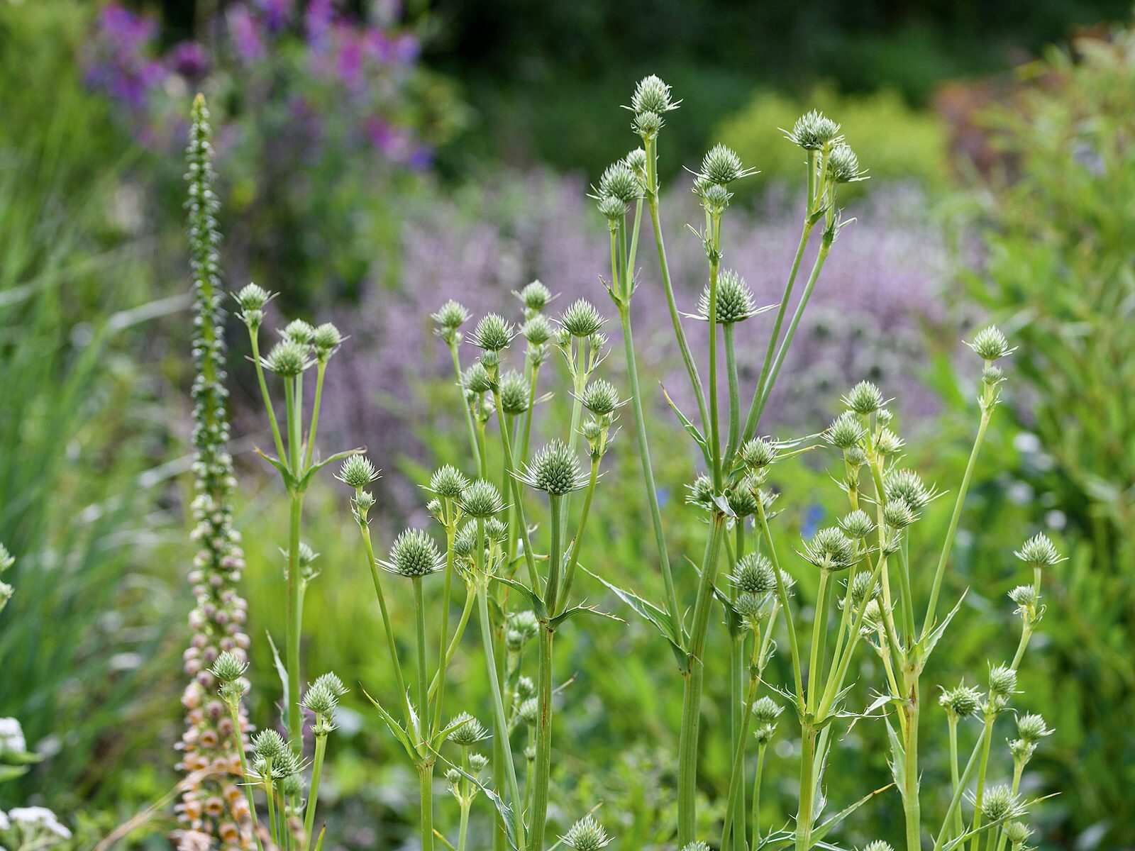 Eryngium yuccifolium