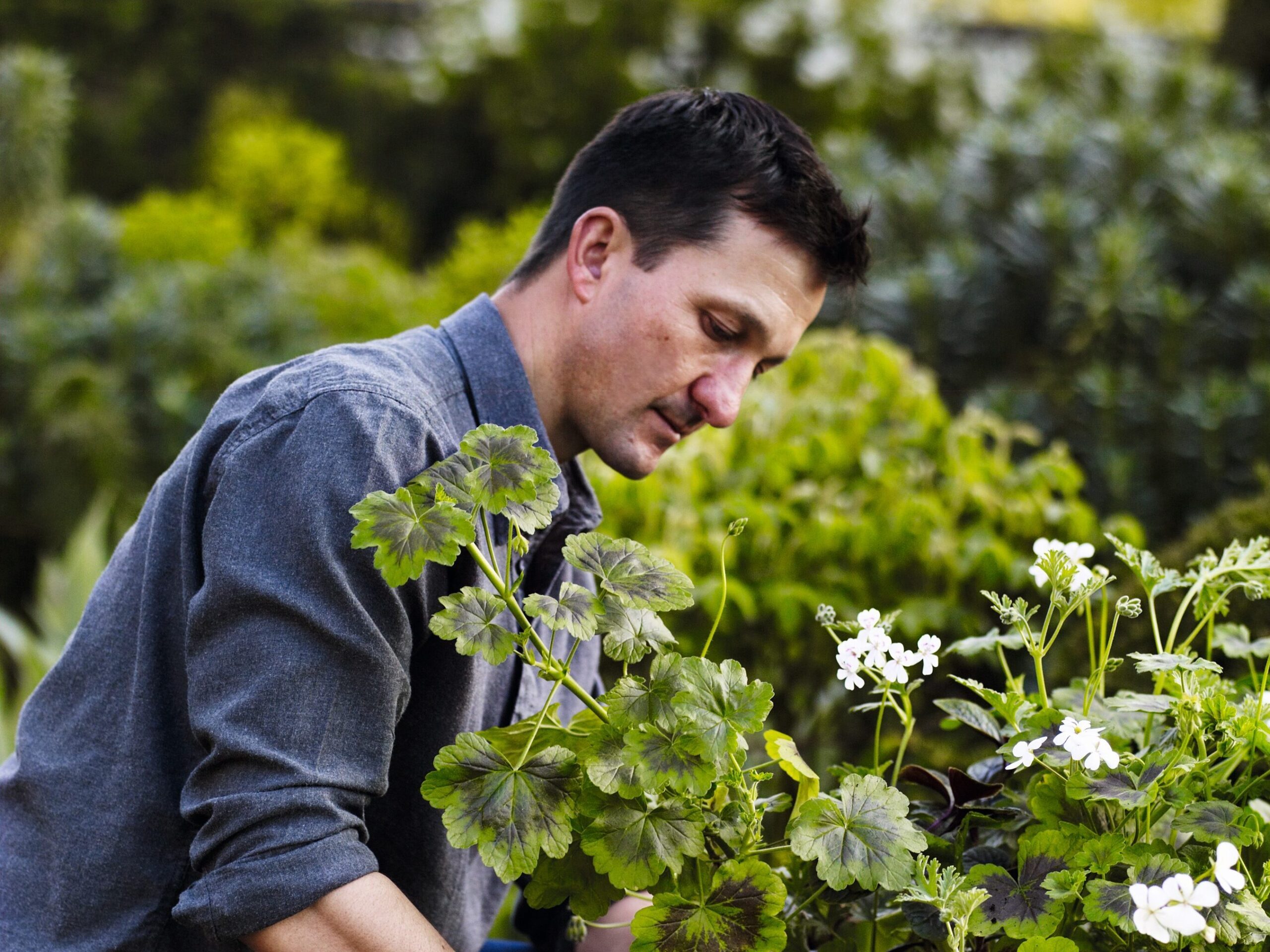 Thomas Unterdorfer deadheads and takes care of an osmanthus planter fitted into a old white washed terracotta container