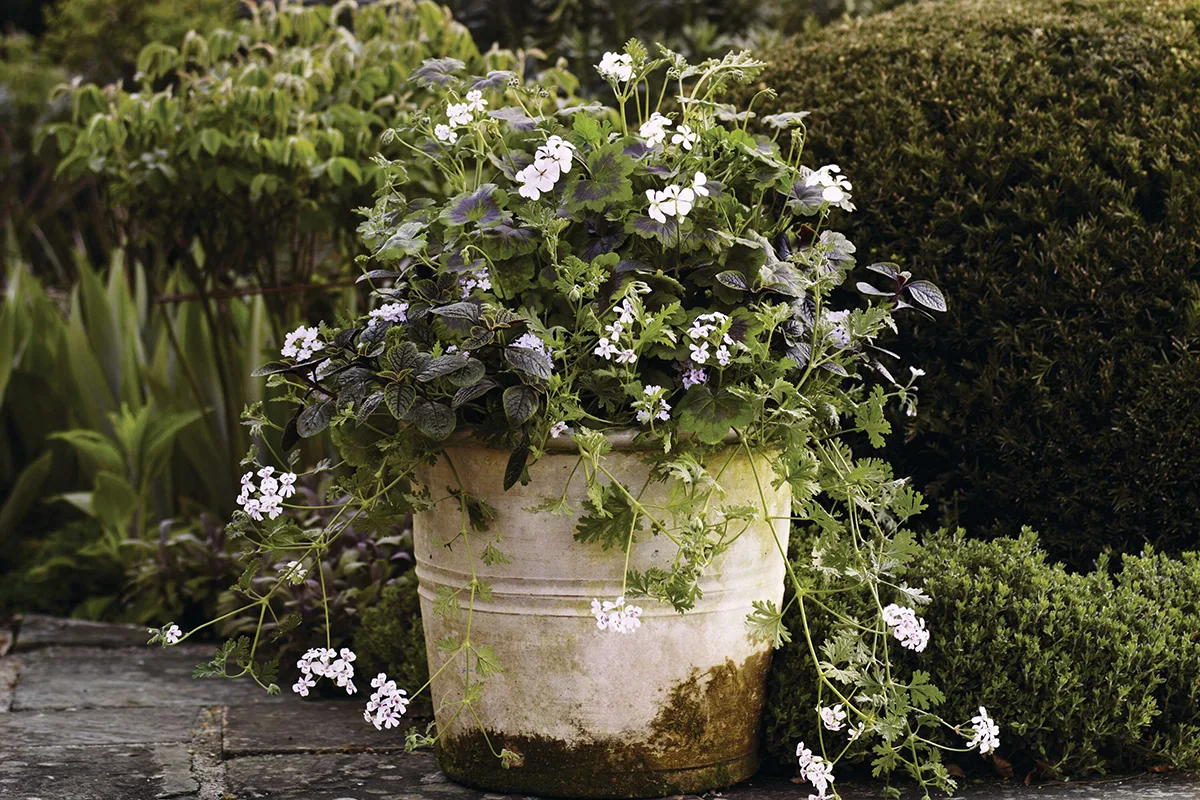 A stylish pot for summer A stylish pot for summer