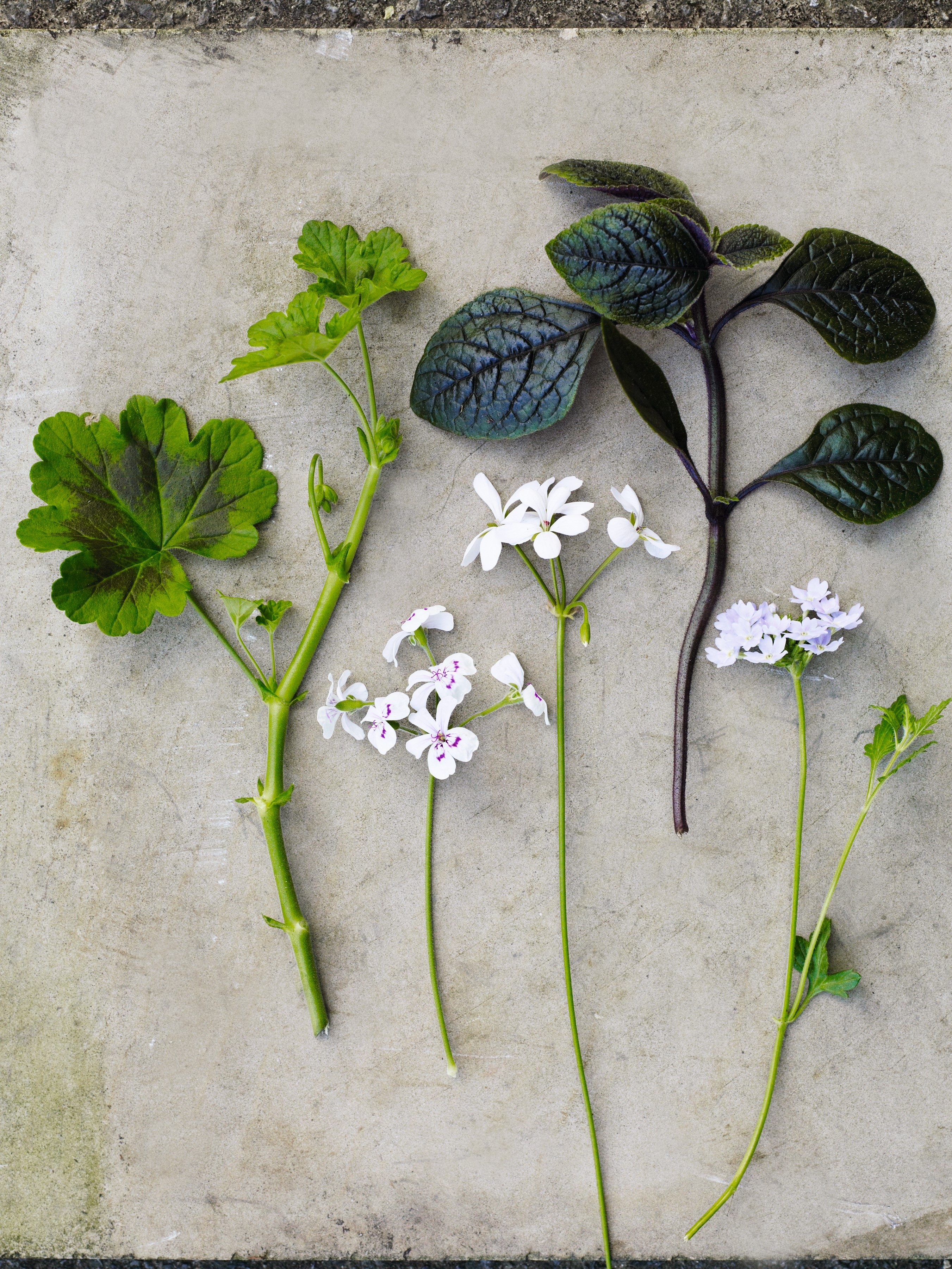 Grey deep cut leaves of Pelargonium ‘Blandifordianum, simple pure white Pelargonium ‘White Boar’, Plectranthus ciliatus Maroon-purple leaves with lilac-pink flowers and Glandularia Aztec Silver Magic (= ‘Balazsilma’) Lush, dark-green leaves and lavender-coloured flowers all summer.