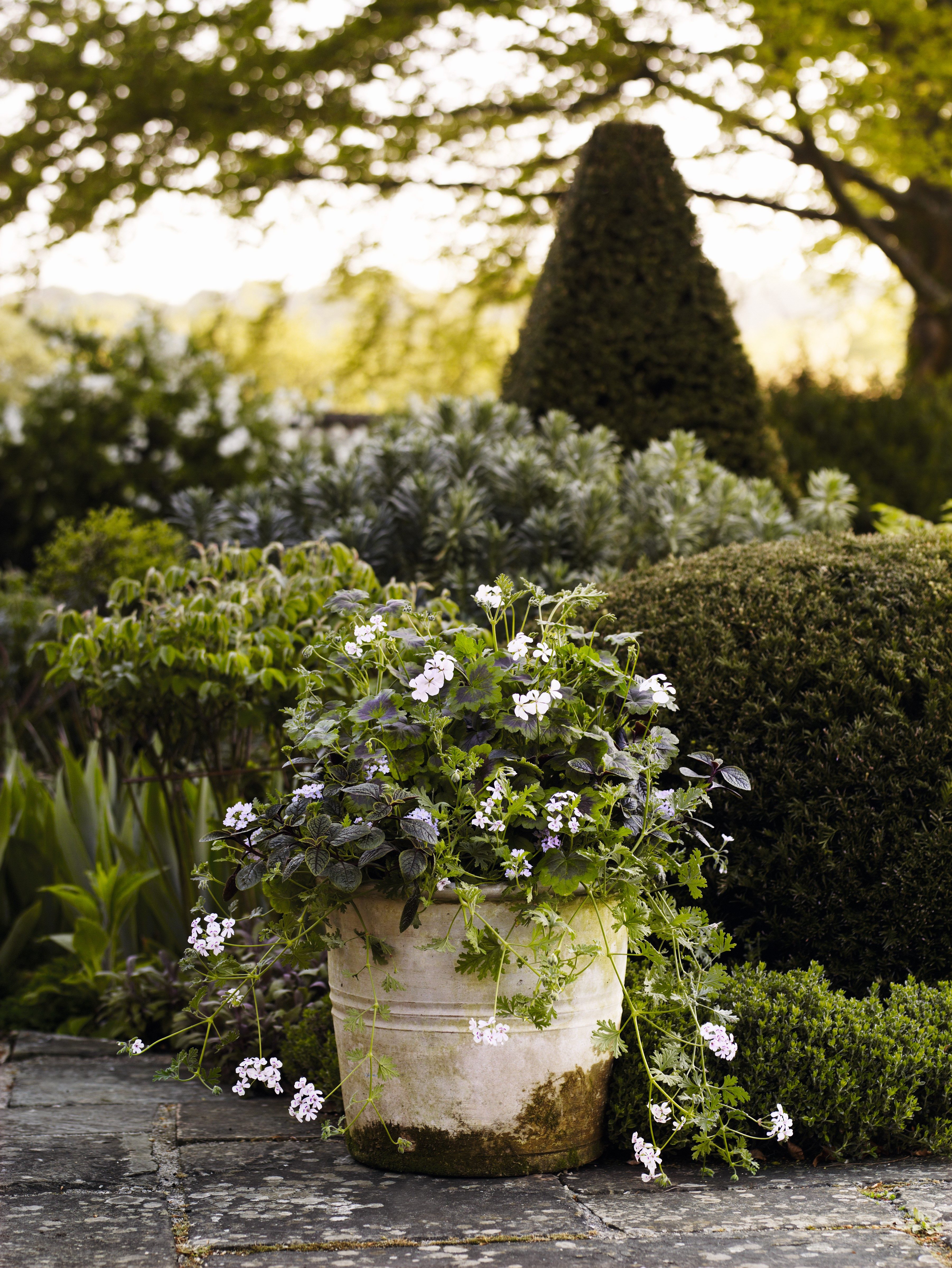 A rustic white painted container with growing moss is planted with box and osmanthus