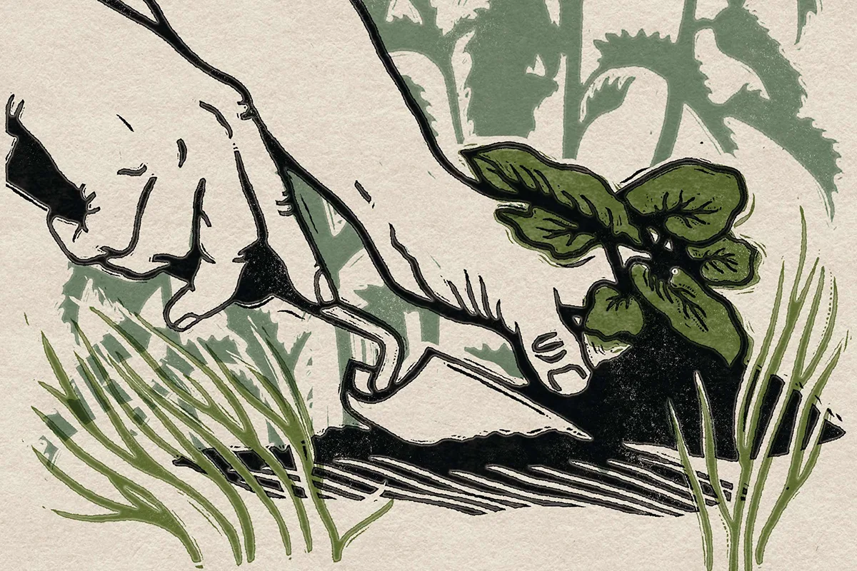 An illustration of hands weeding in a garden © Rosanna Morris An illustration of hands weeding in a garden © Rosanna Morris
