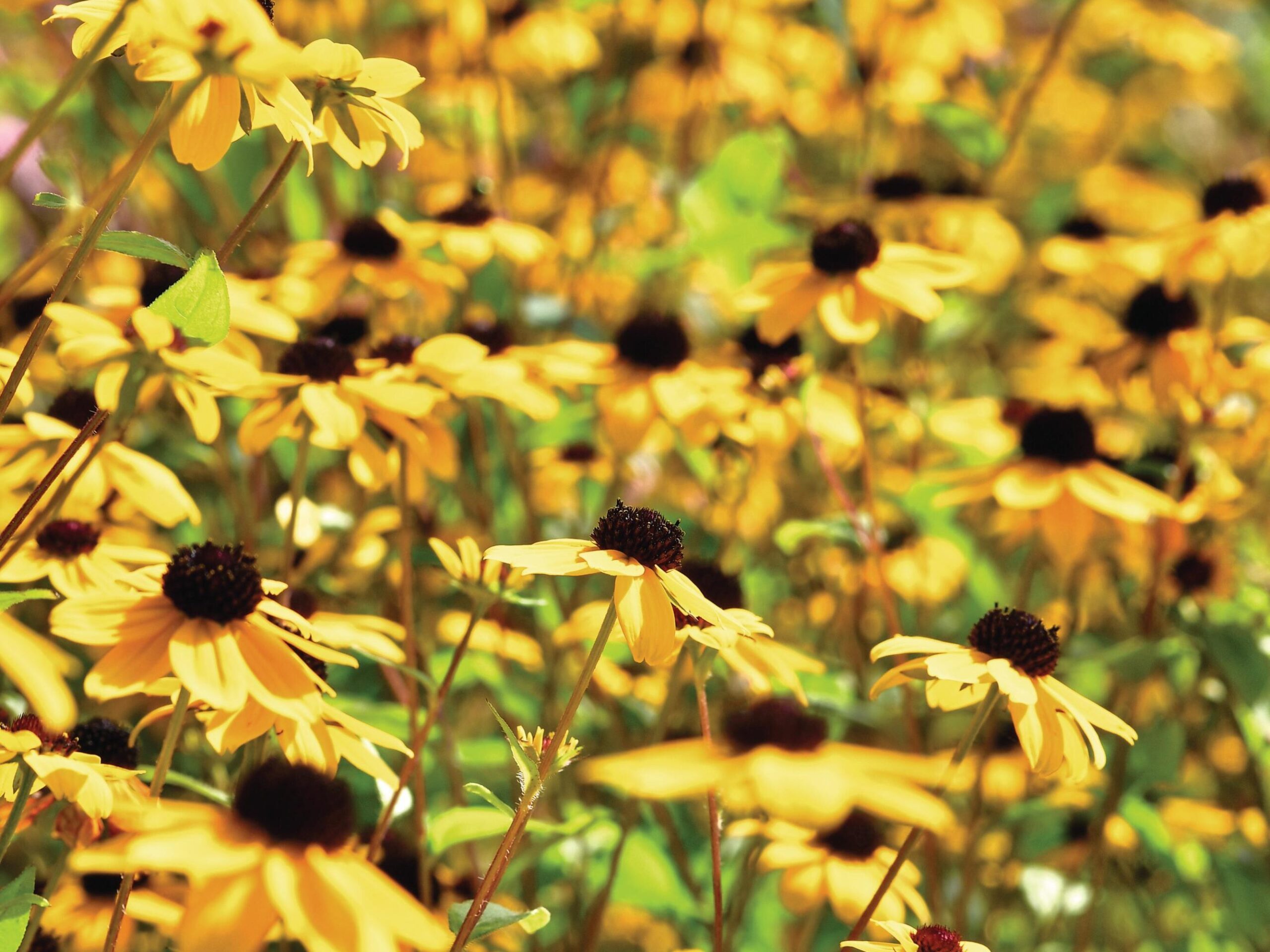 Rudbeckia triloba