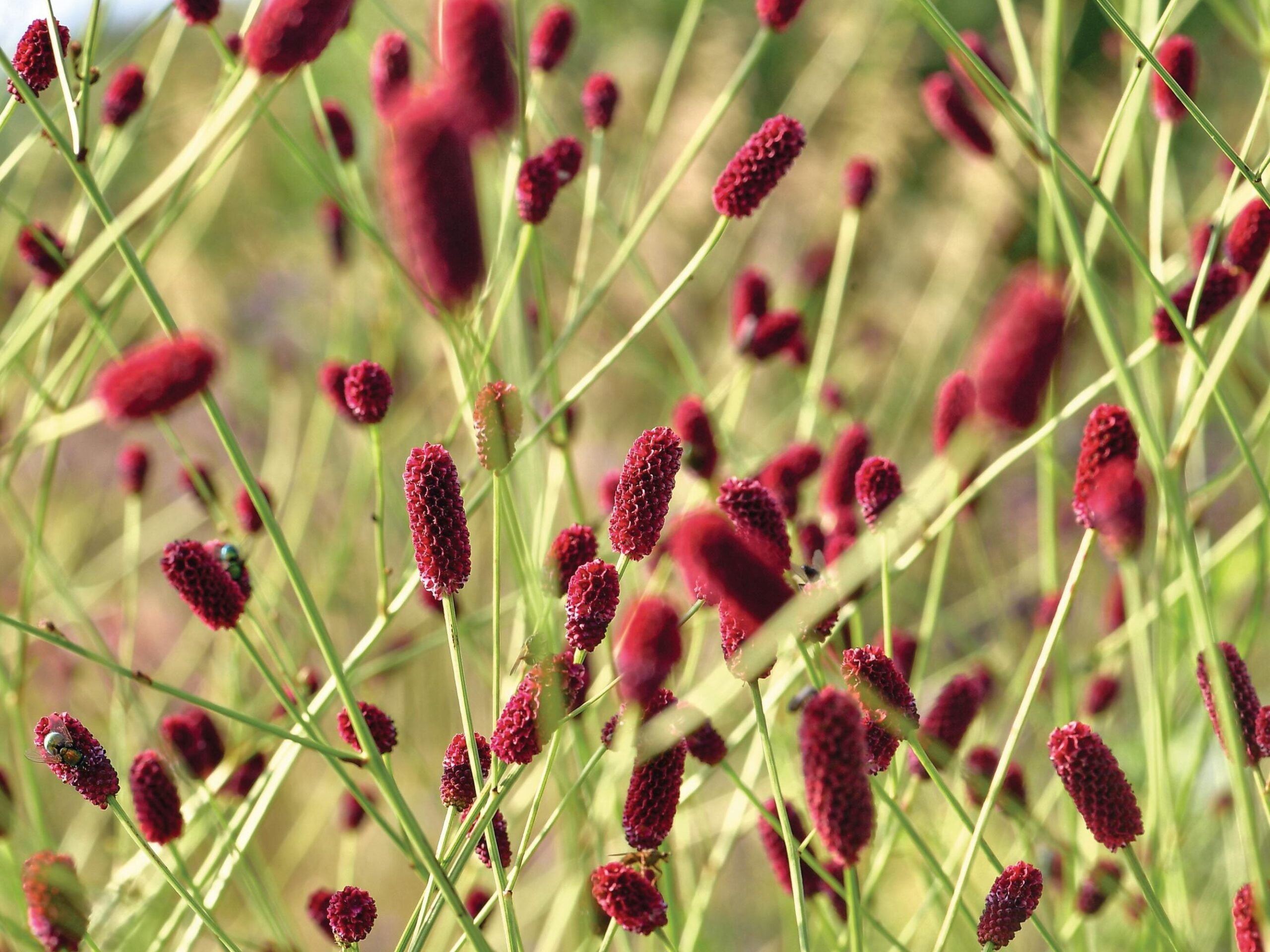 Close-up Sanguisorba ‘Cangshan Cranberry’