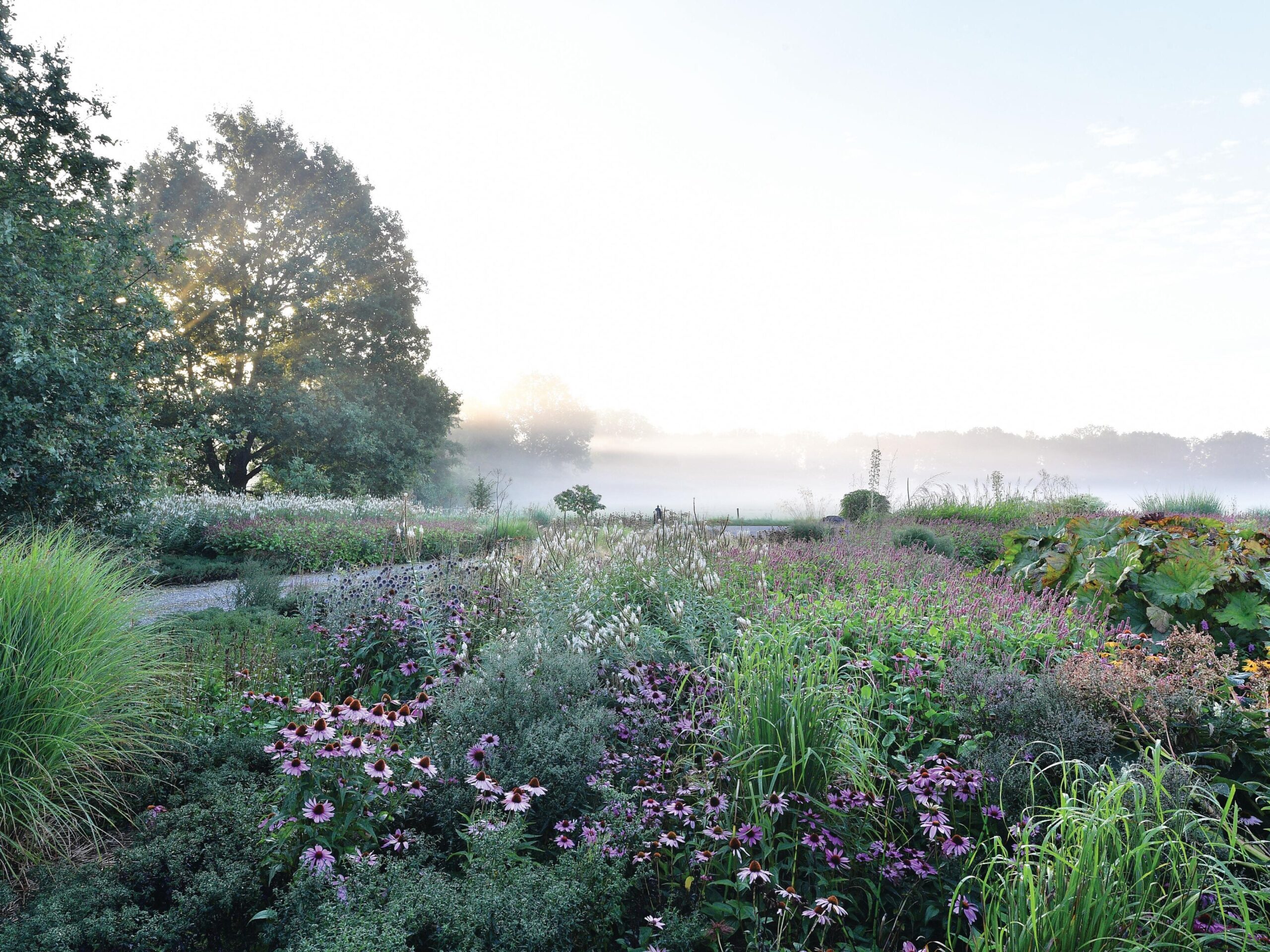 Garden in bloom in early morning mist