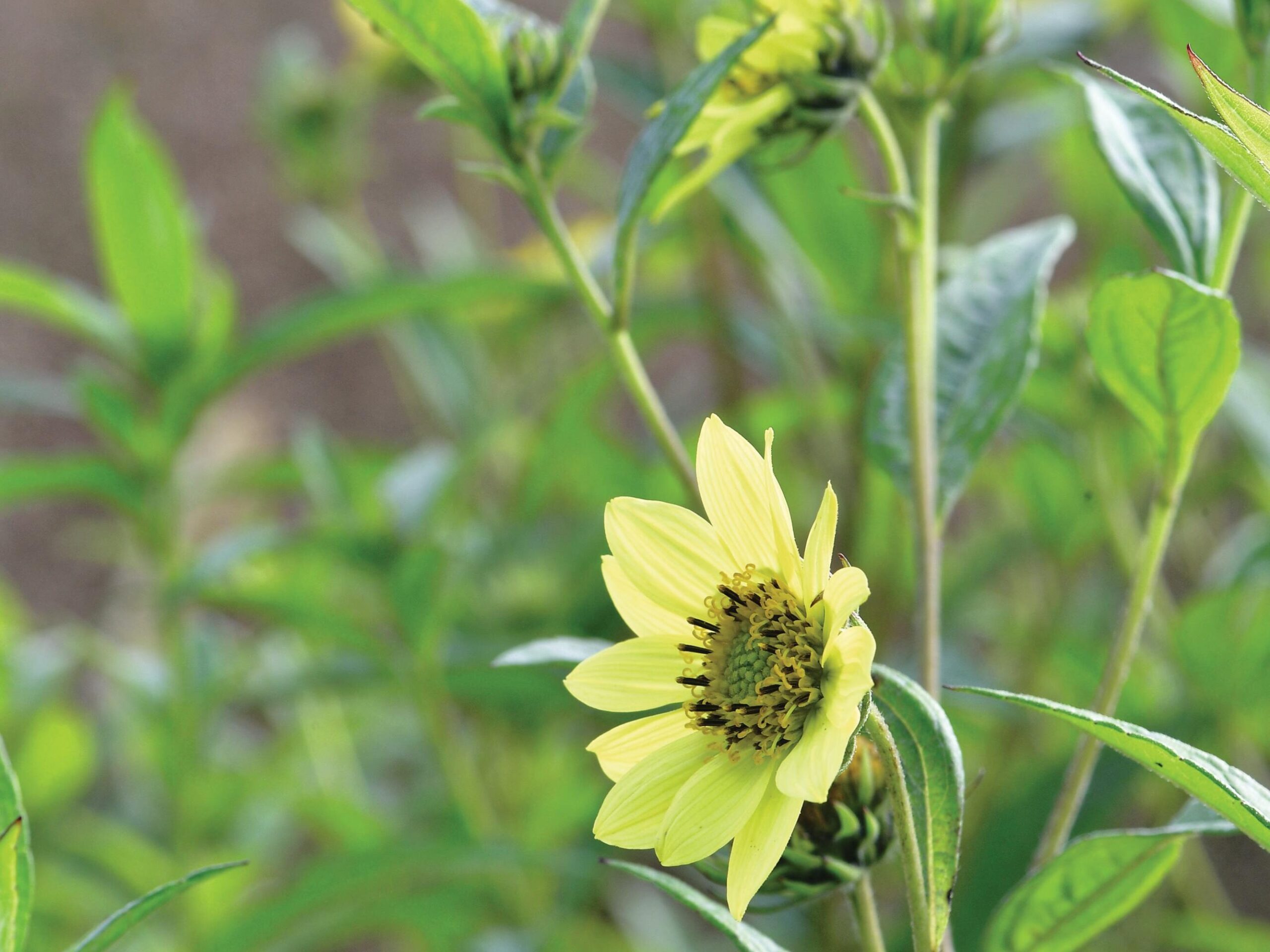 Helianthus giganteus ‘Sheila’s Sunshine’