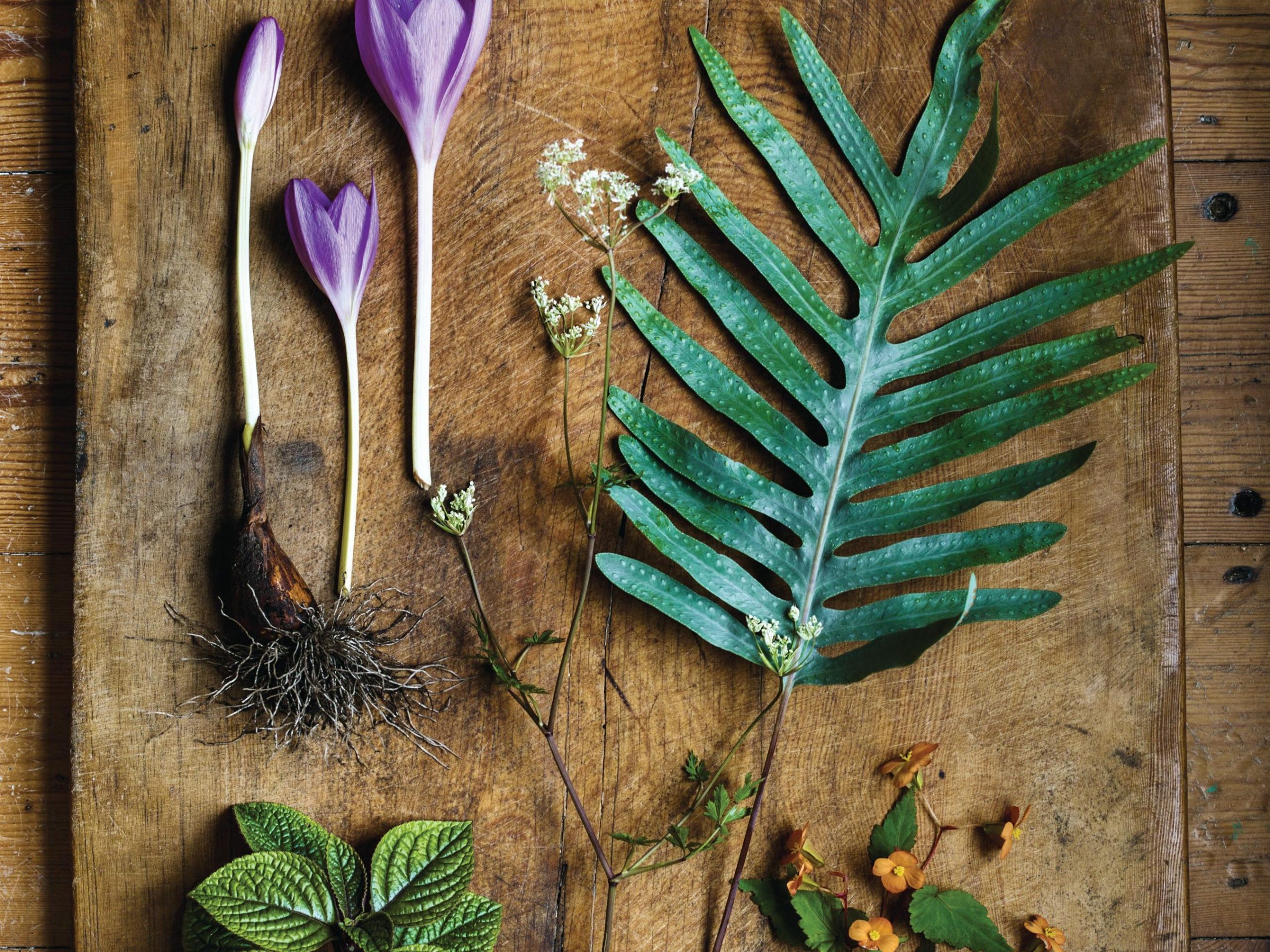 Plants on board