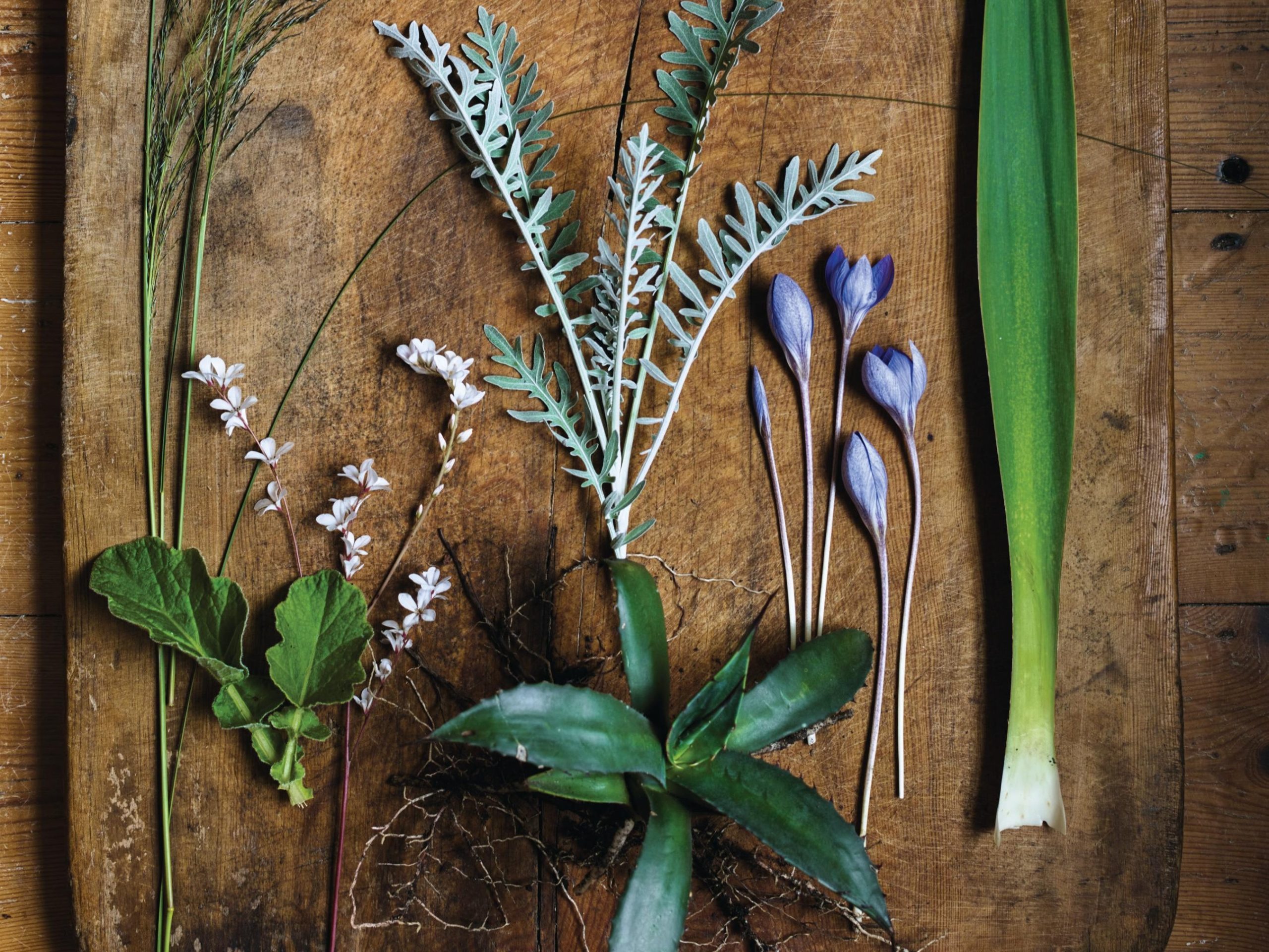 Plants on board