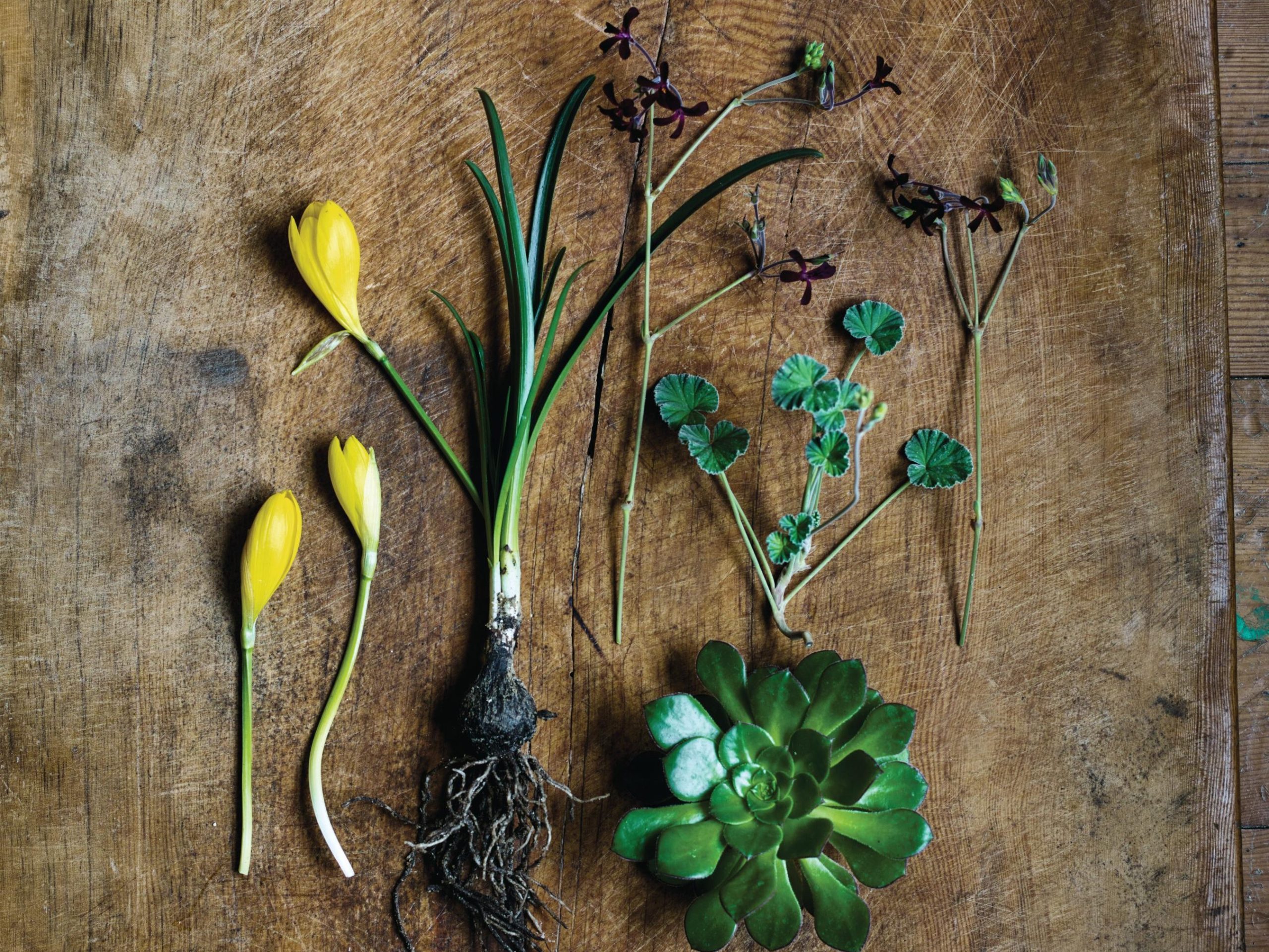 Plants on board