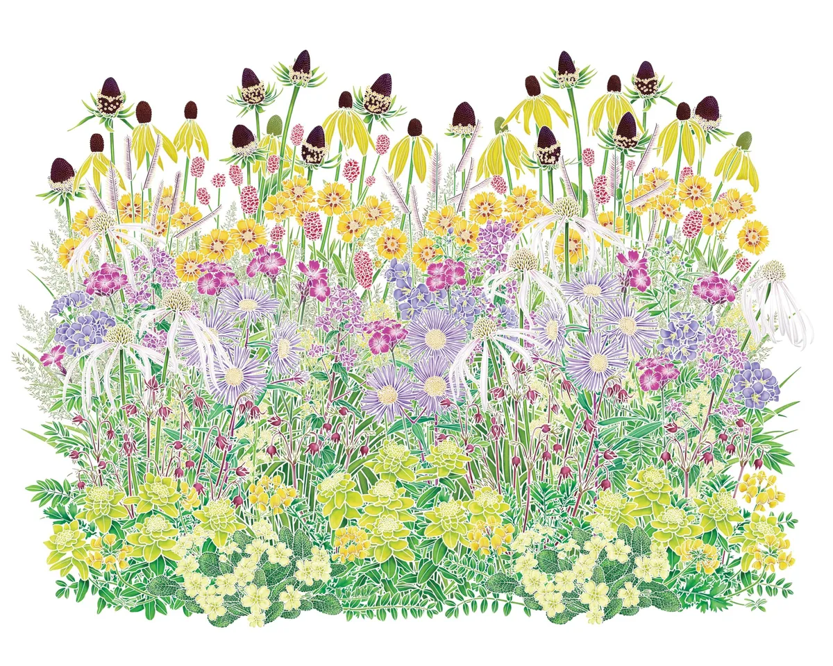 A seeded perennial meadow planting scheme A seeded perennial meadow planting scheme