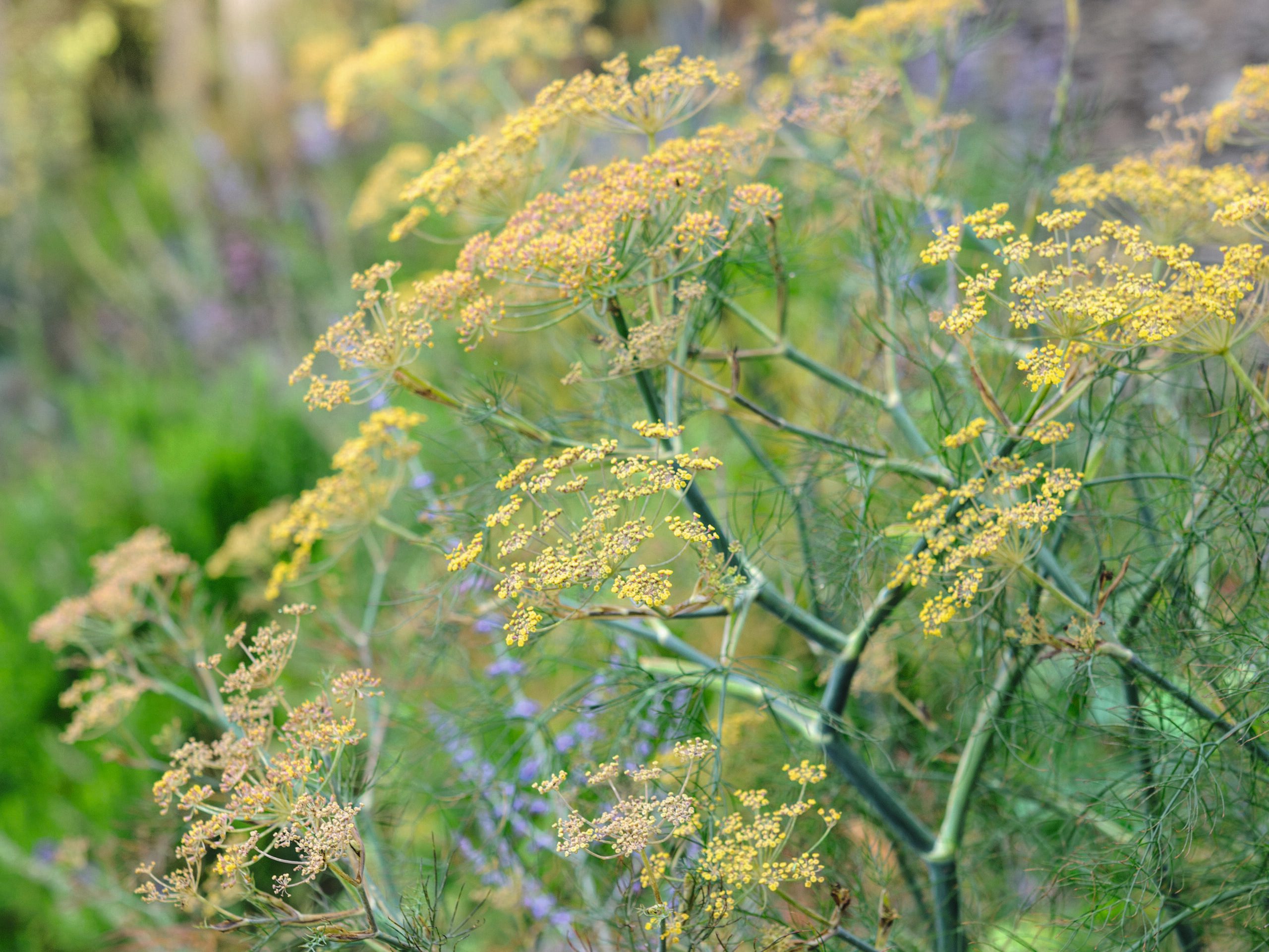 Foeniculum purpureum