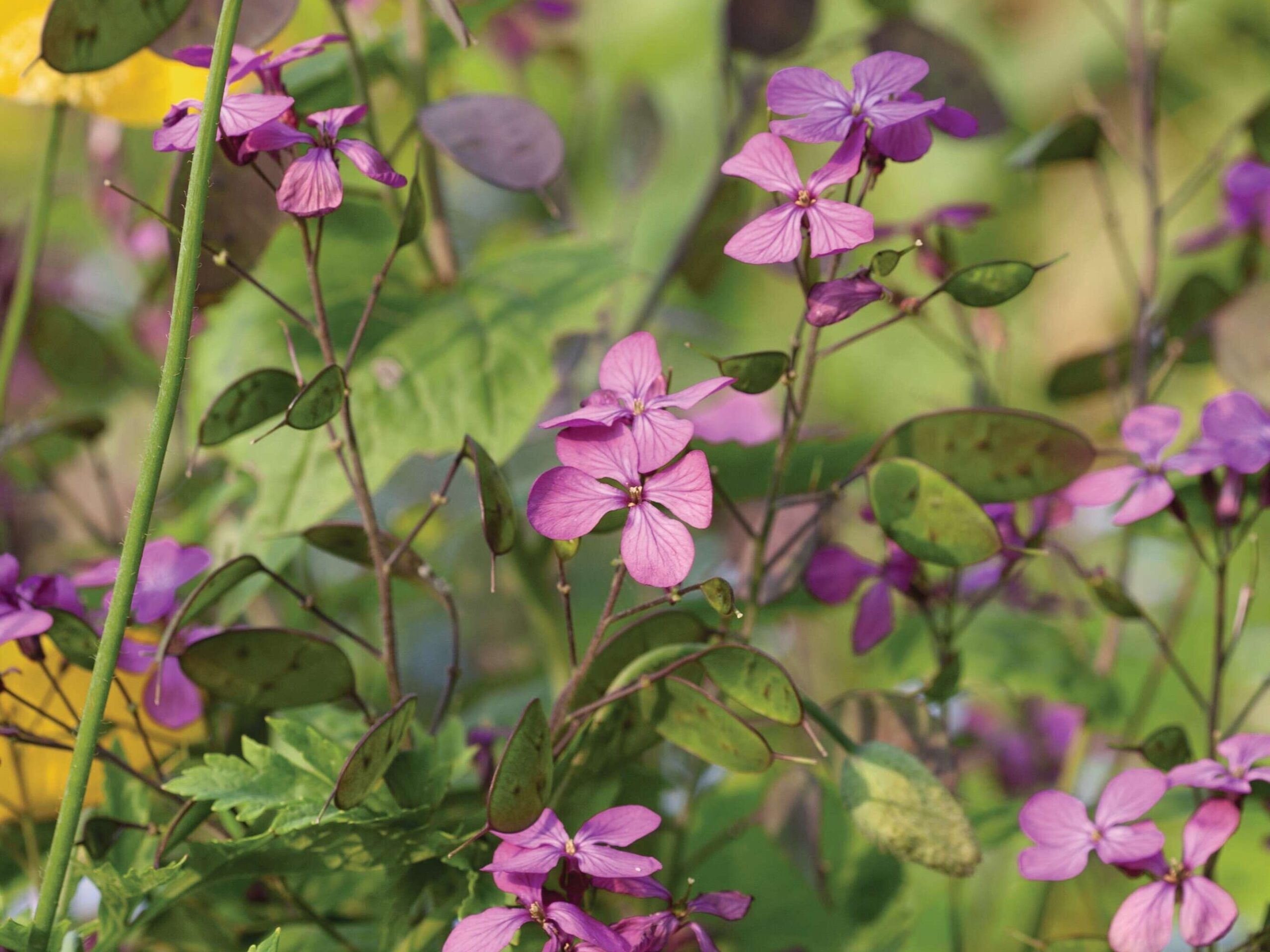 Lunaria annua