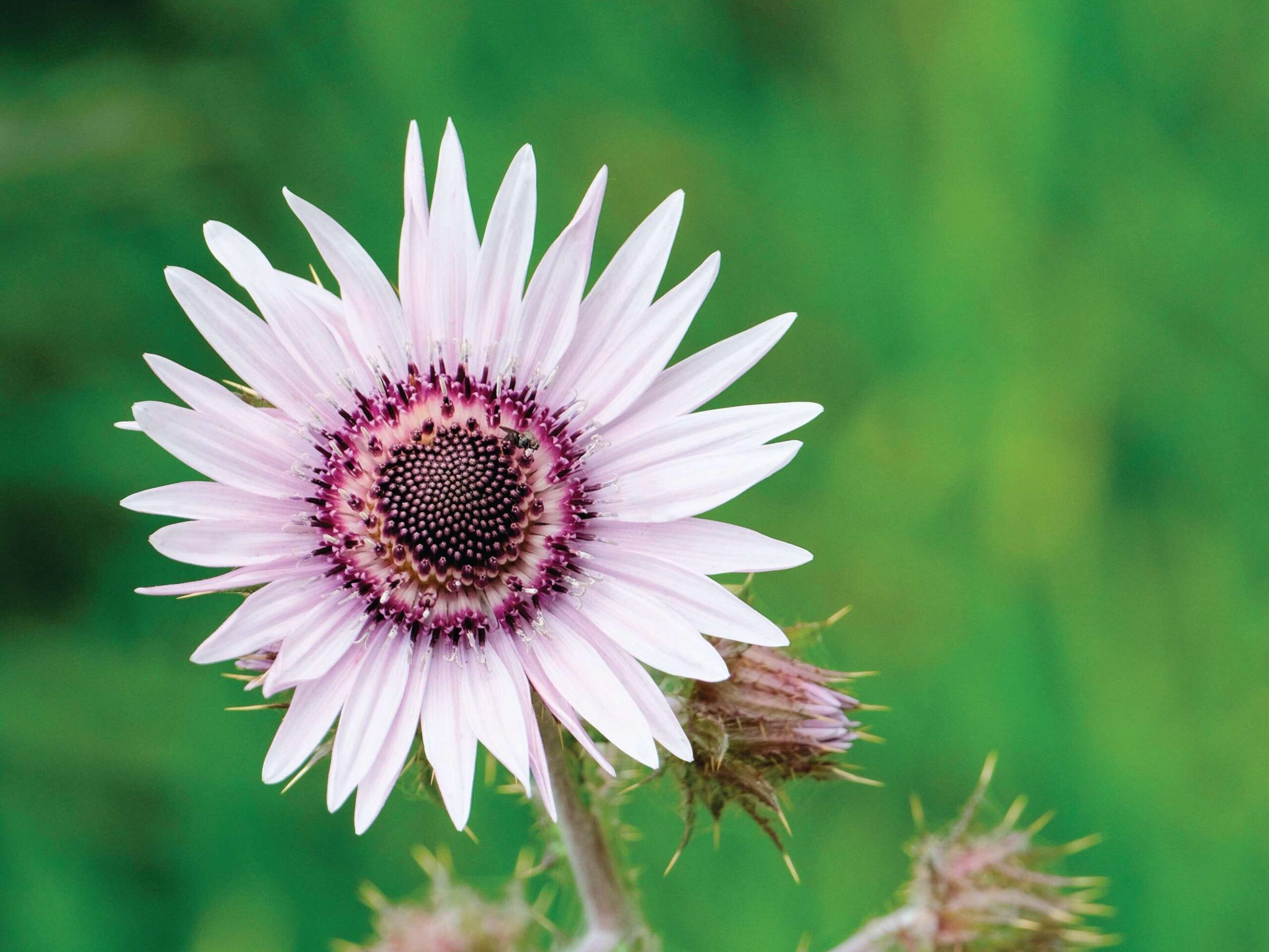 Berkheya purpurea 'Zulu Warrior'