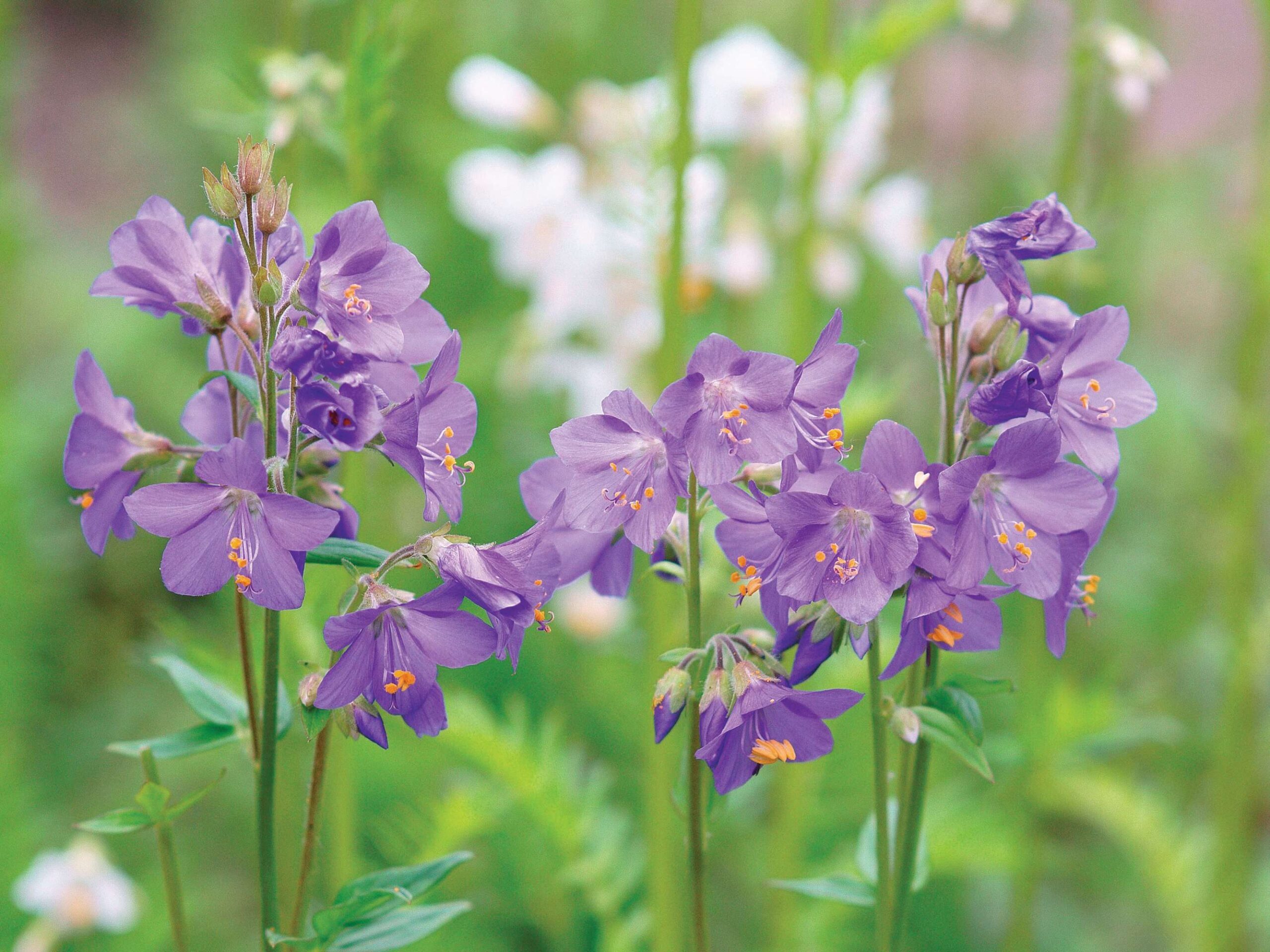 Polemonium caeruleum