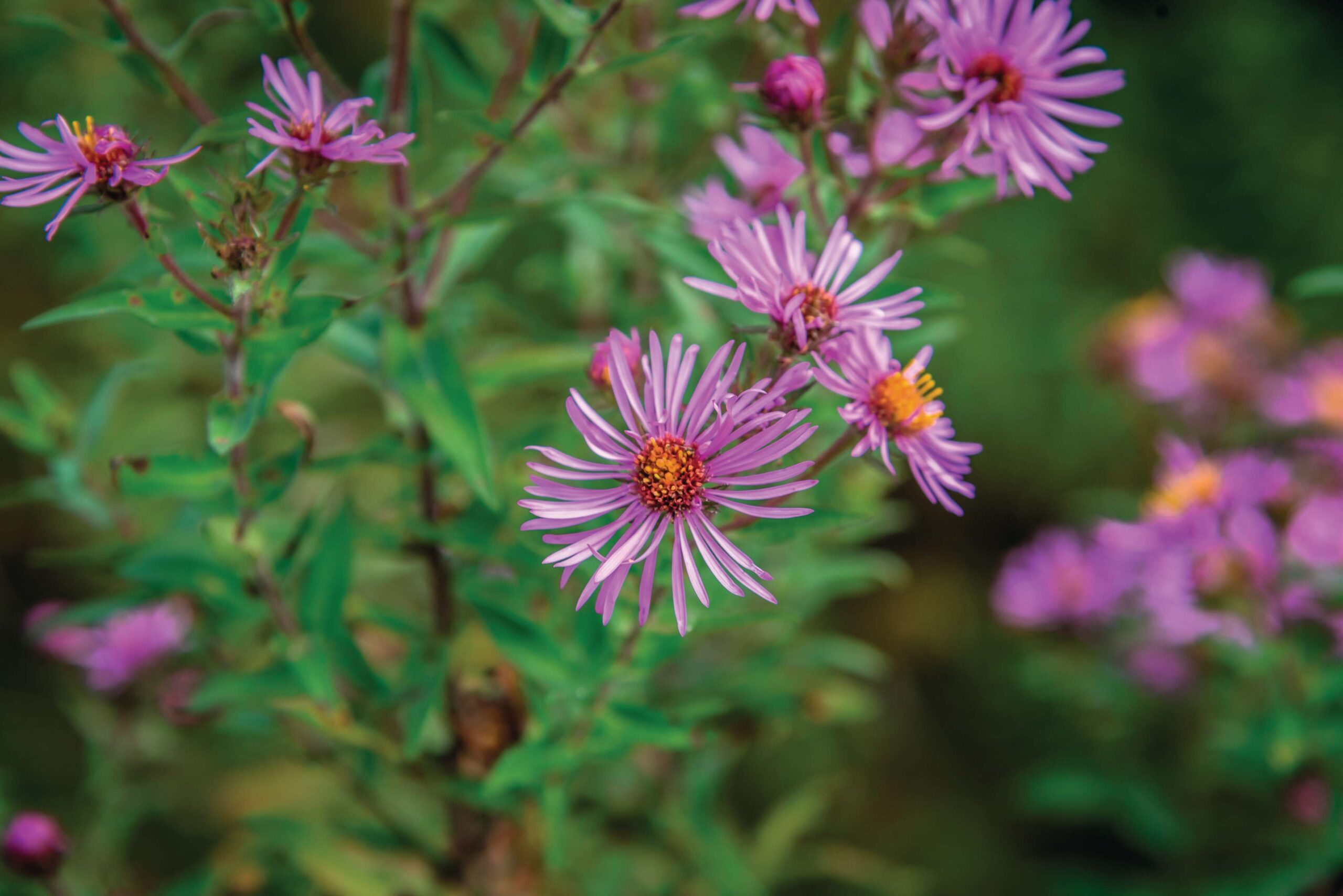 Sympytotrichum novae-angliae