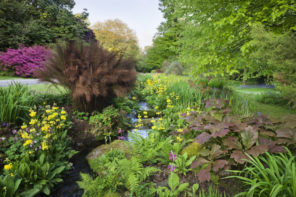 The Stream Garden in June at Trengwainton Garden, Cornwall