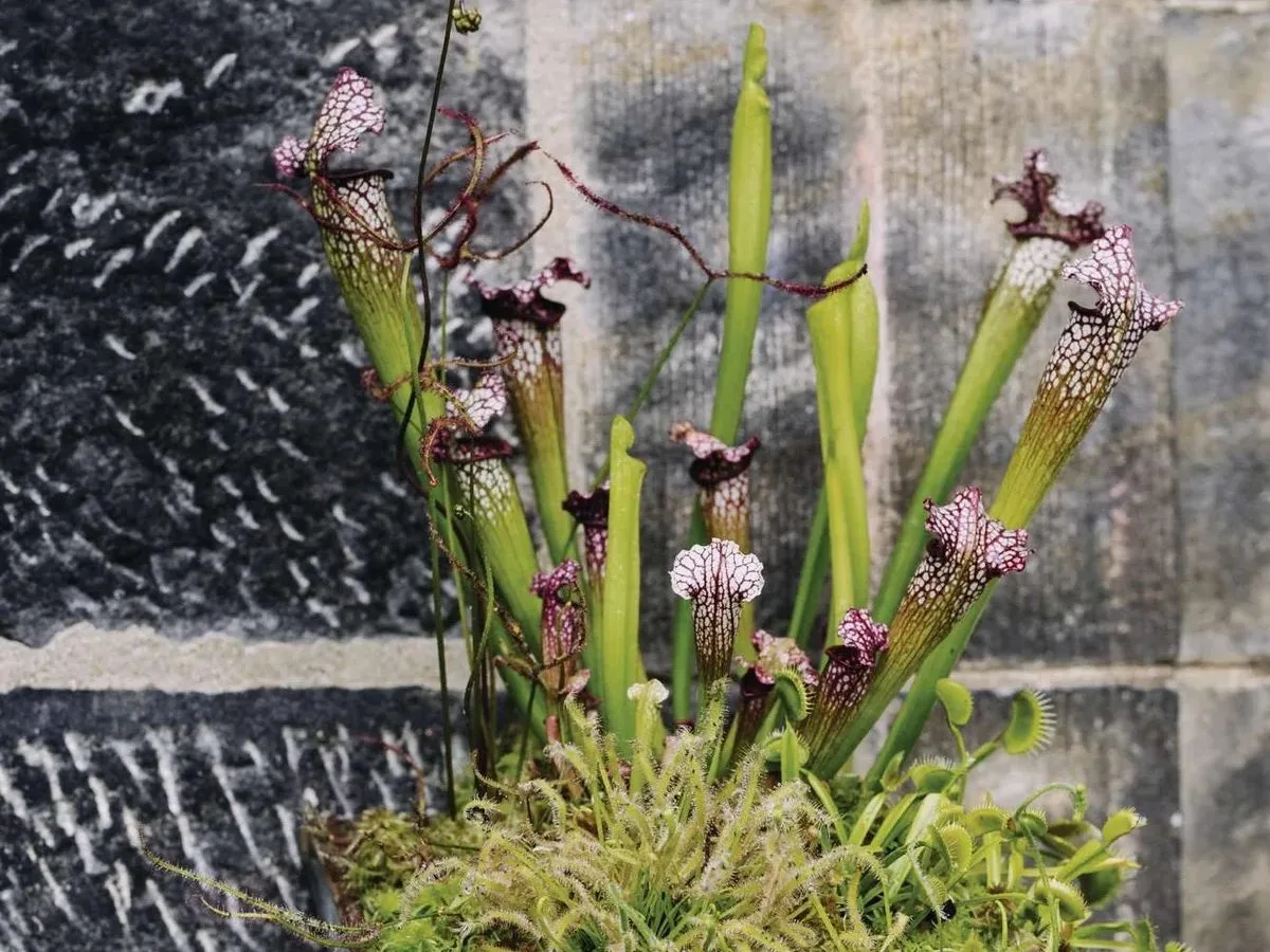 6 Carnivorous plants
