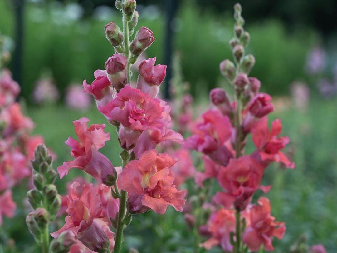 Antirrhinum ‘Madame Butterfly Cherry Bronze’