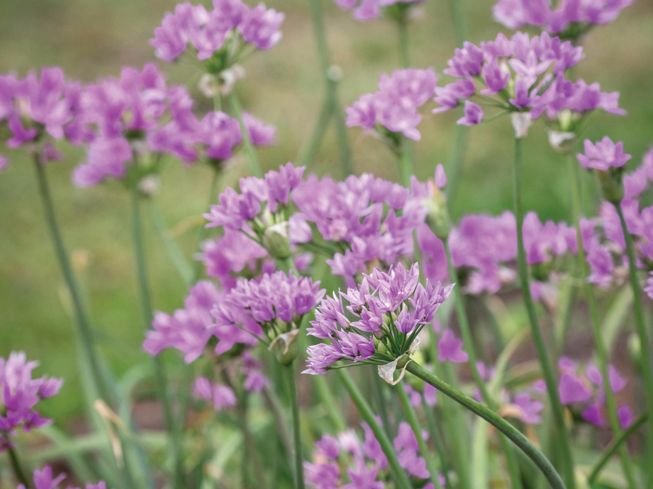 Allium ‘Eros’