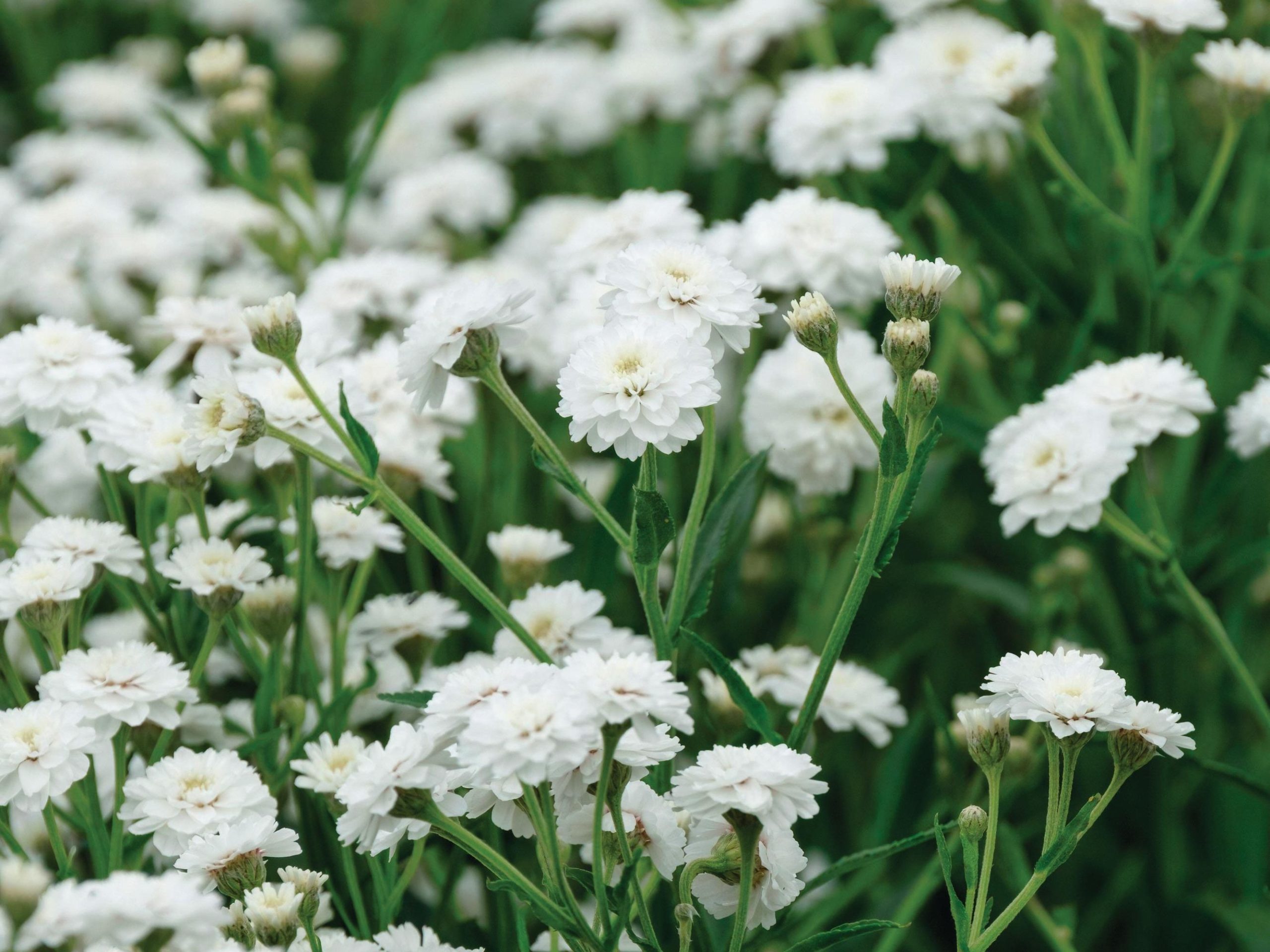 White flowers