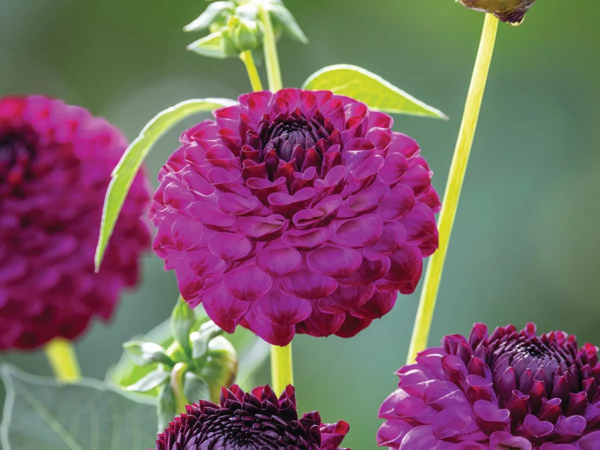 Dahlia ‘Downham Peggy’ Purple flower