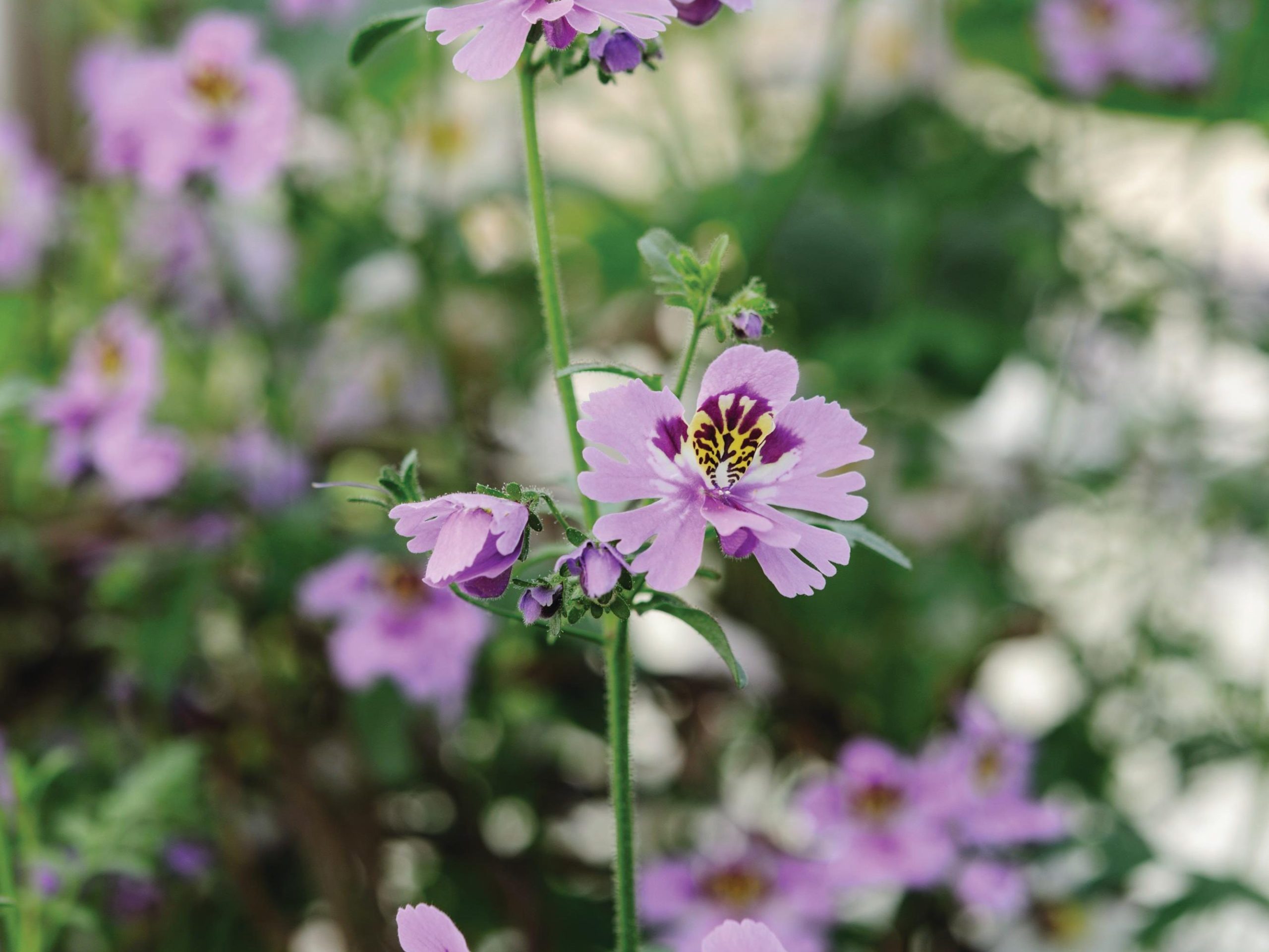 Purple flower