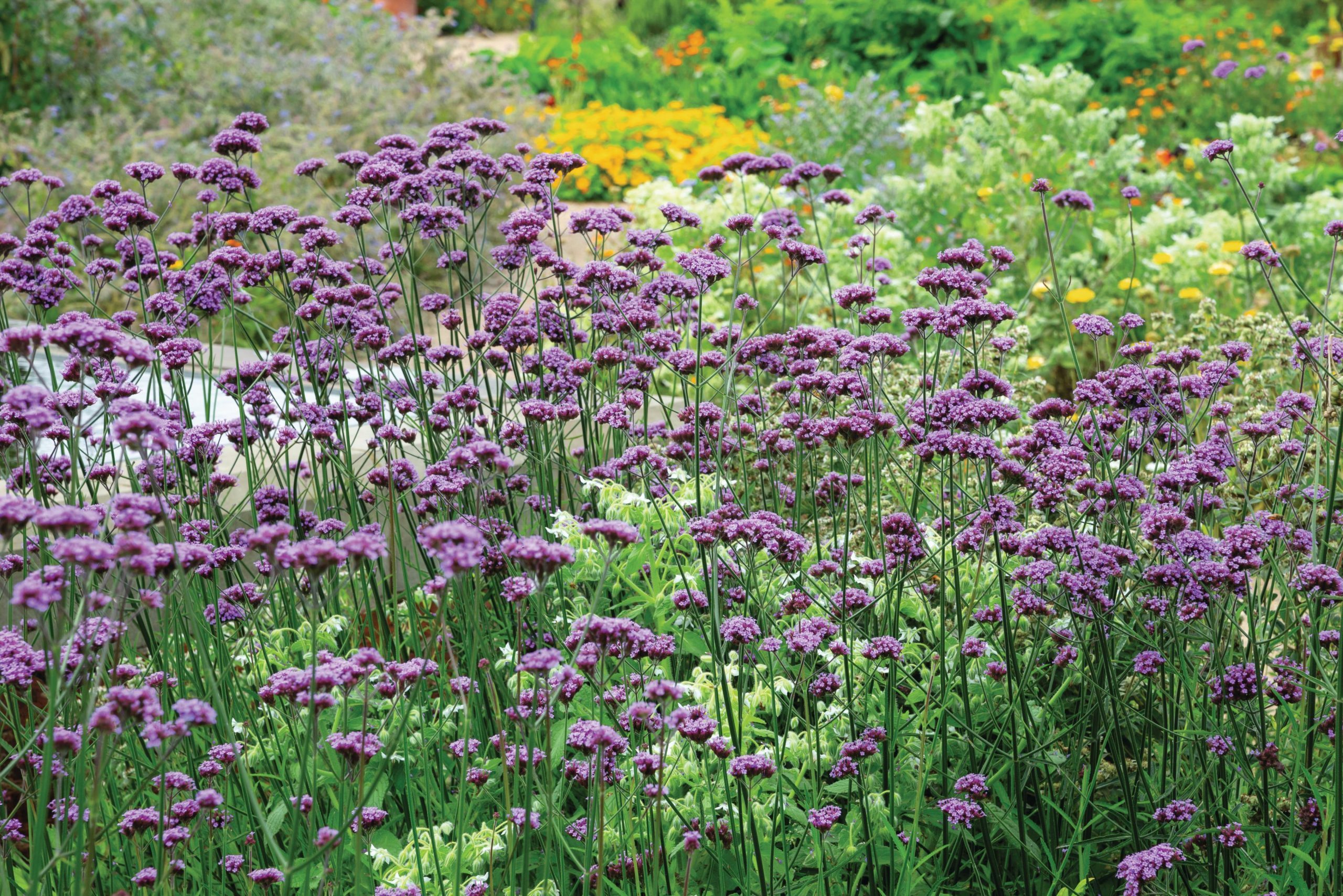 Purple flowers
