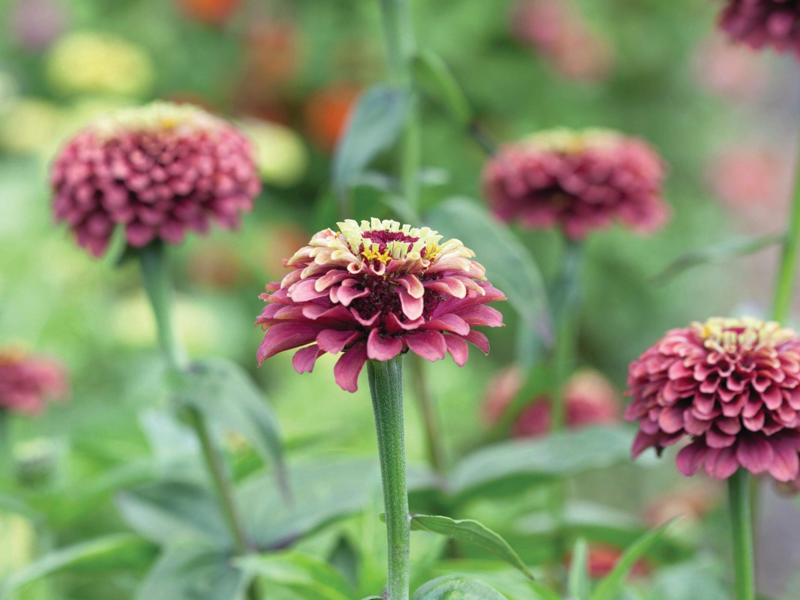 Pink flower