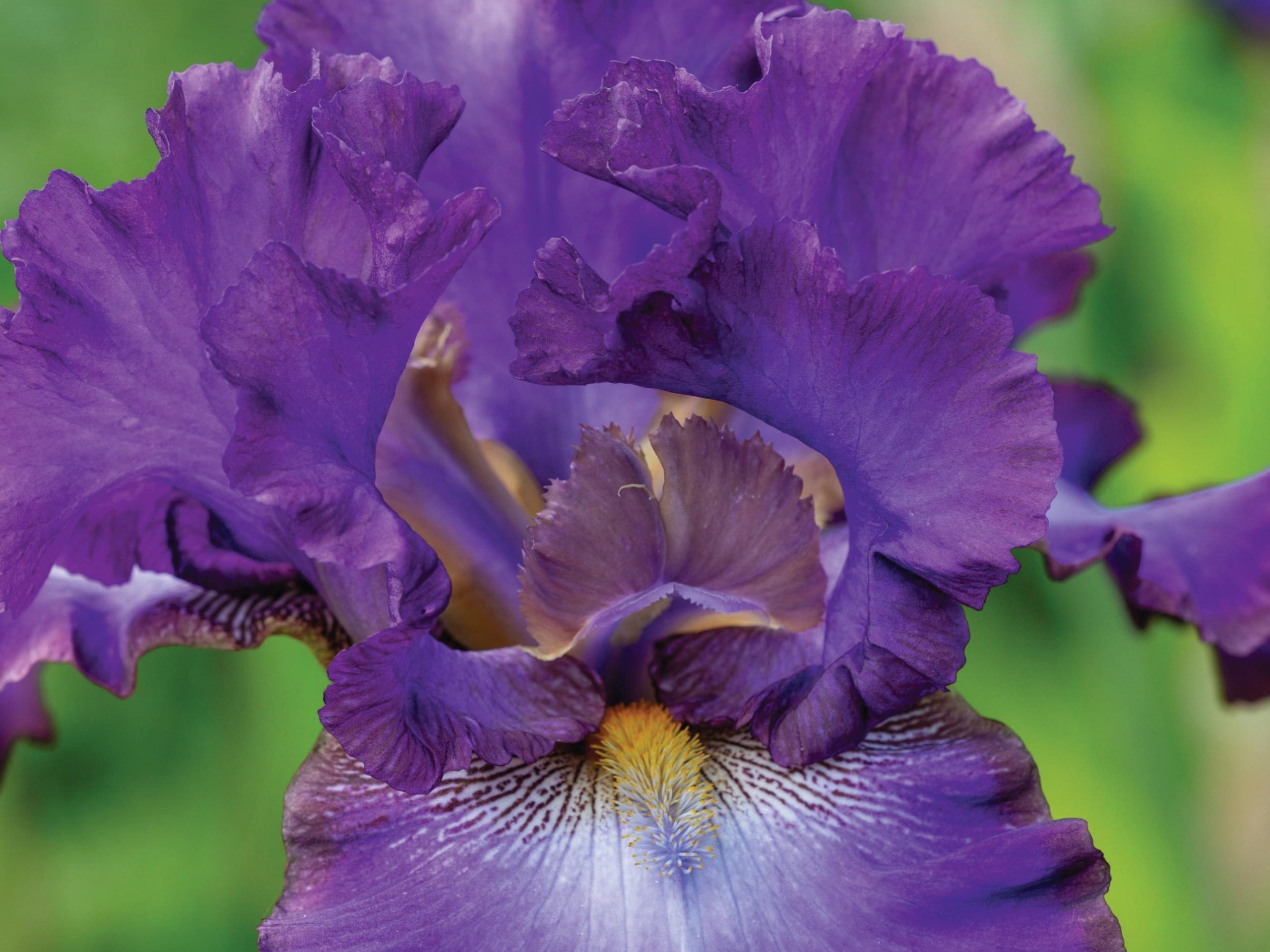 Purple flower