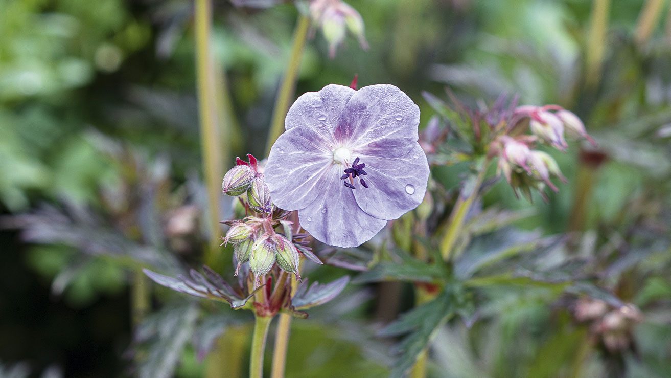 Geranium pratense ‘Midnight Reiter’