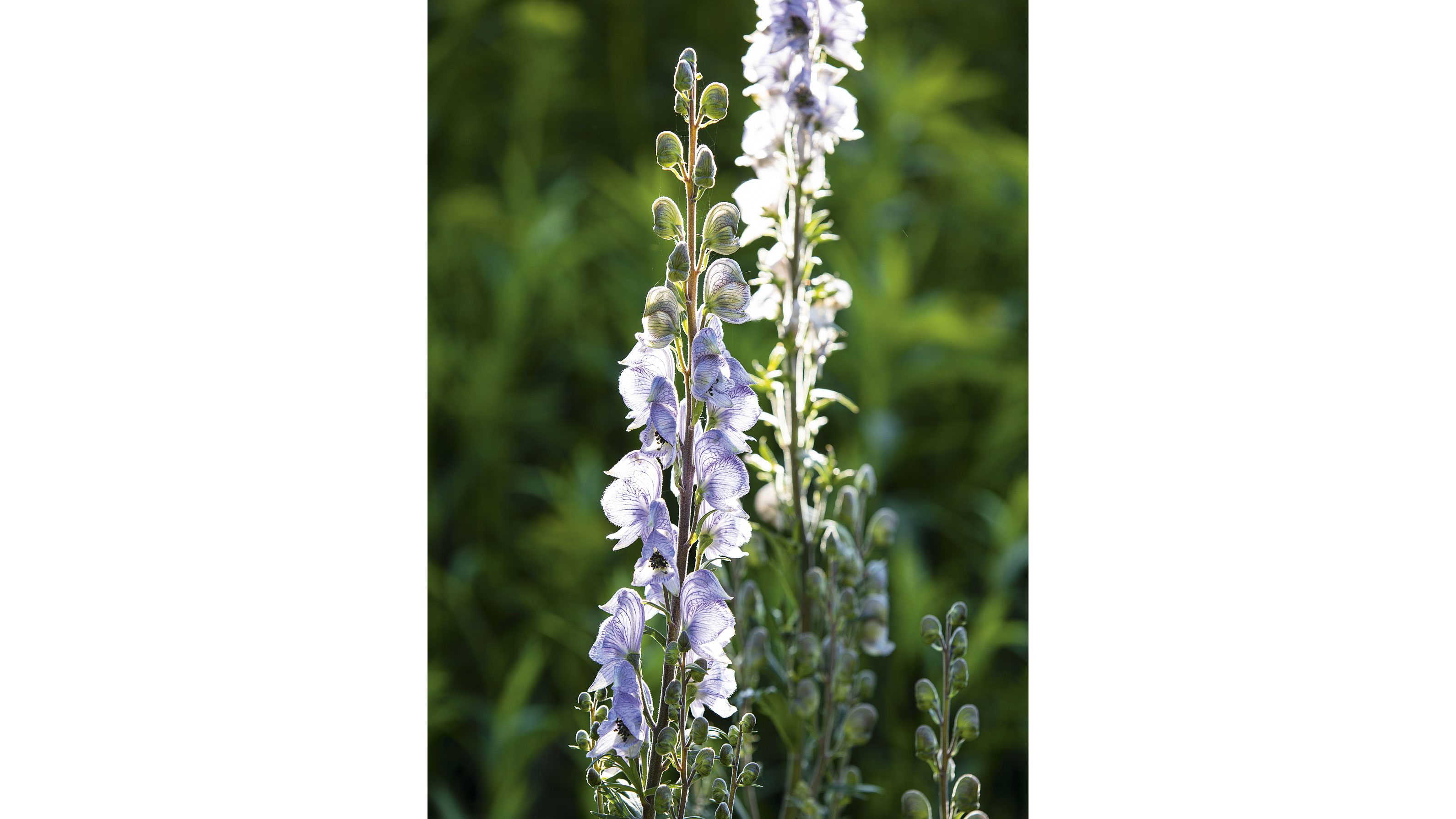 Aconitum ‘Stainless Steel’