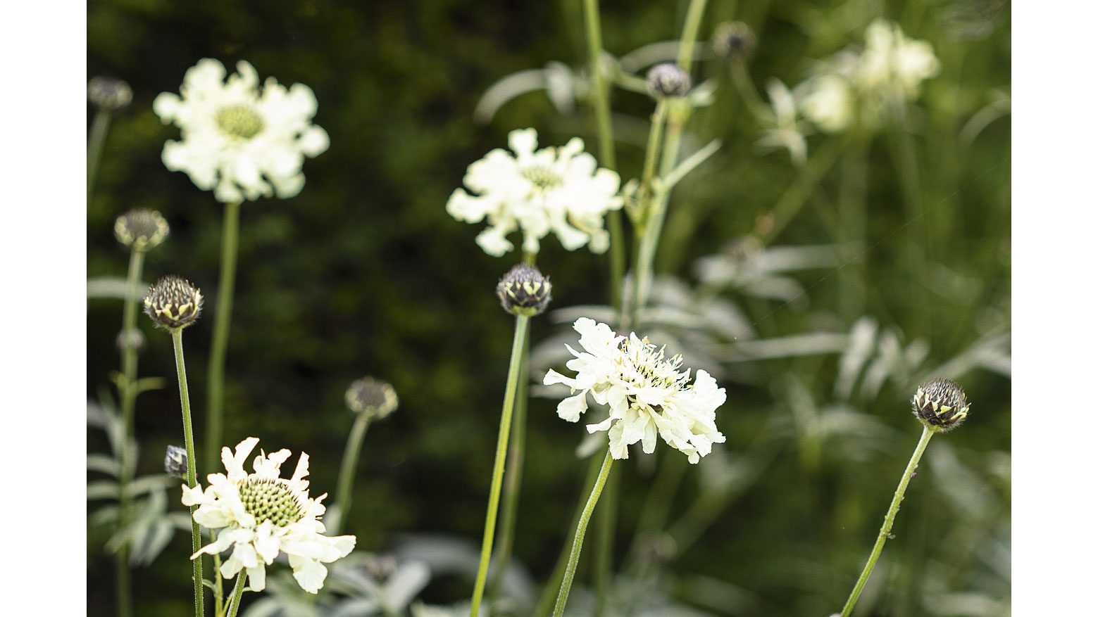 Cephalaria gigantea