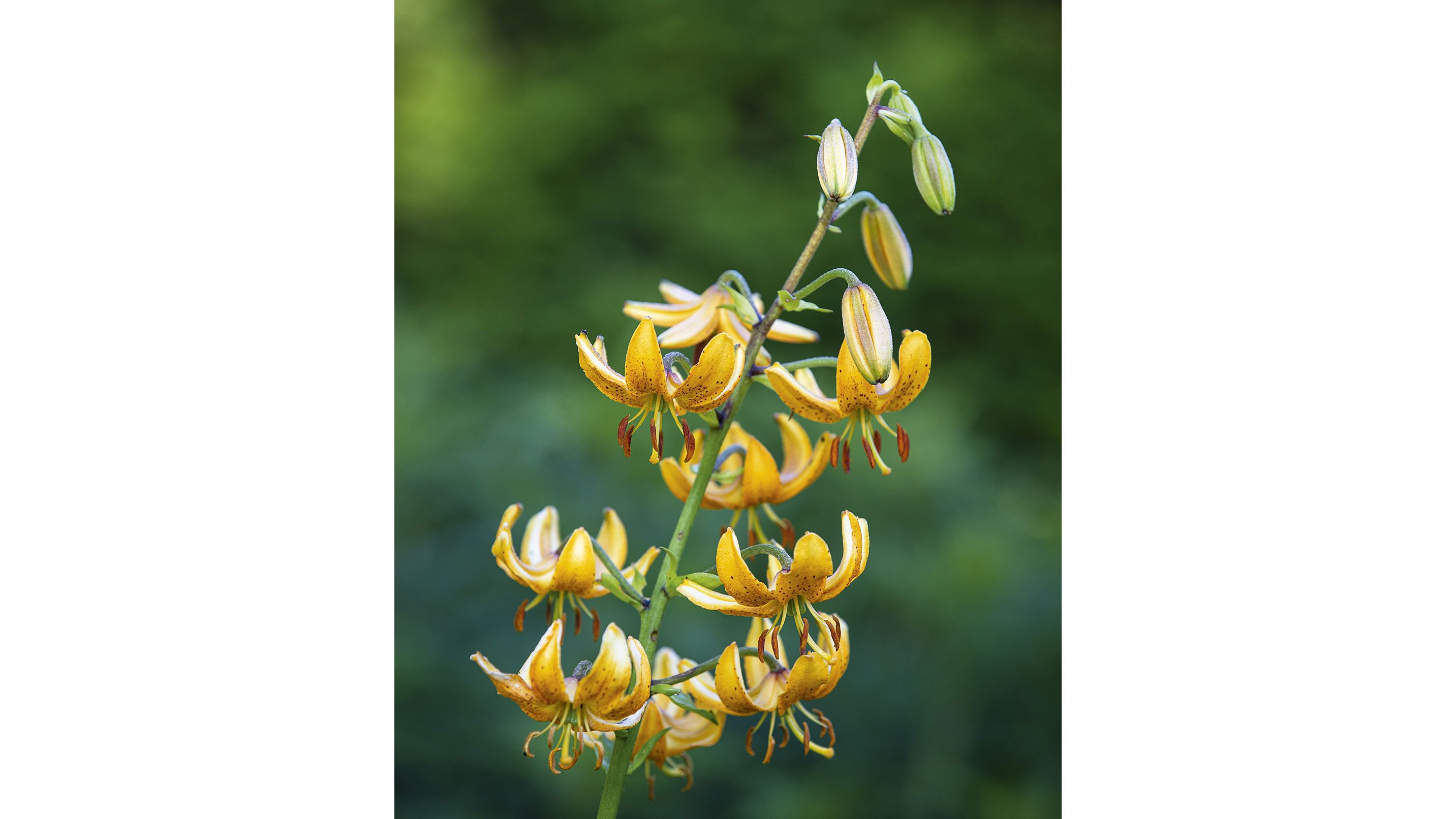  Lilium hansoniic