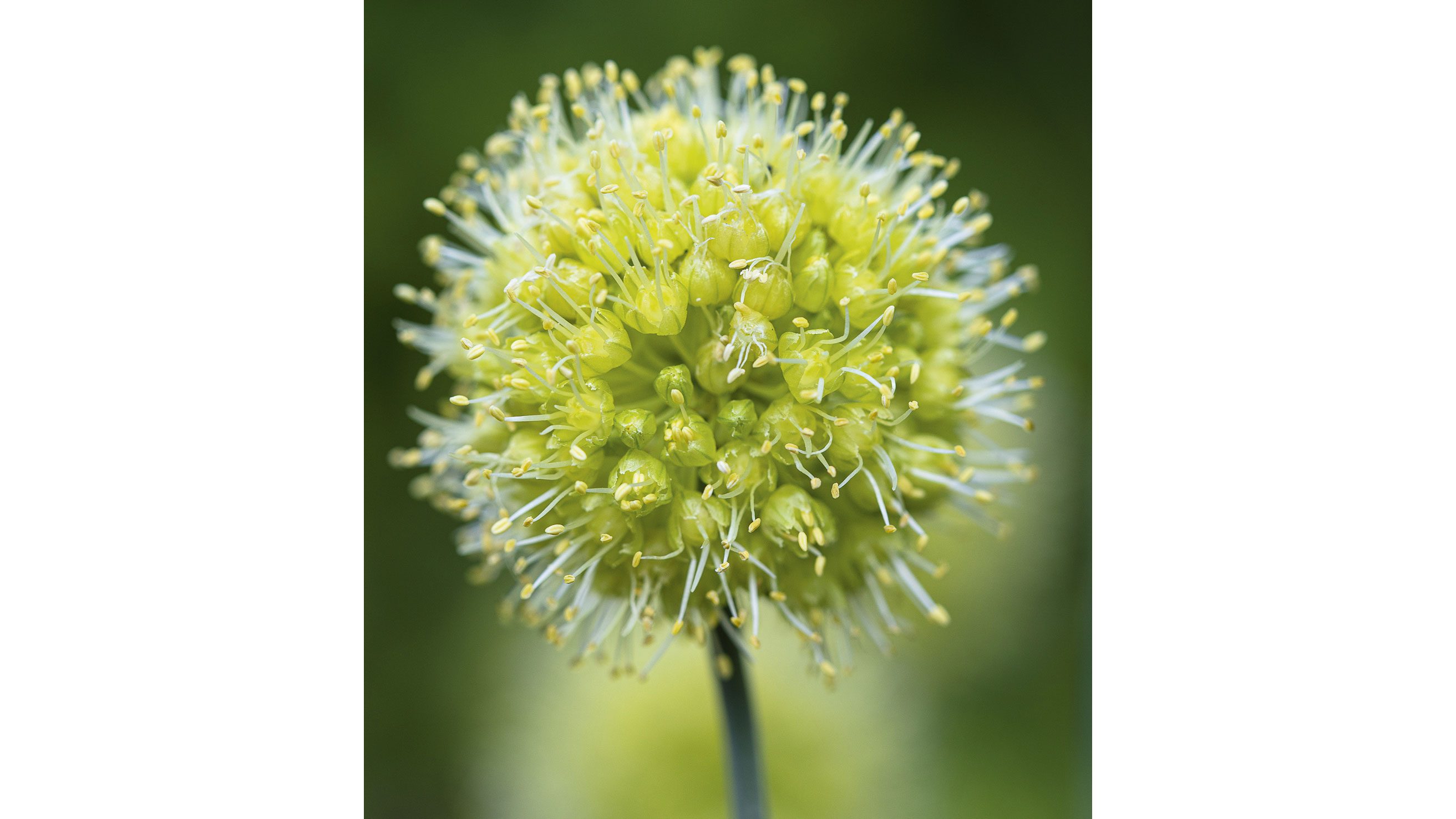 Allium flavum