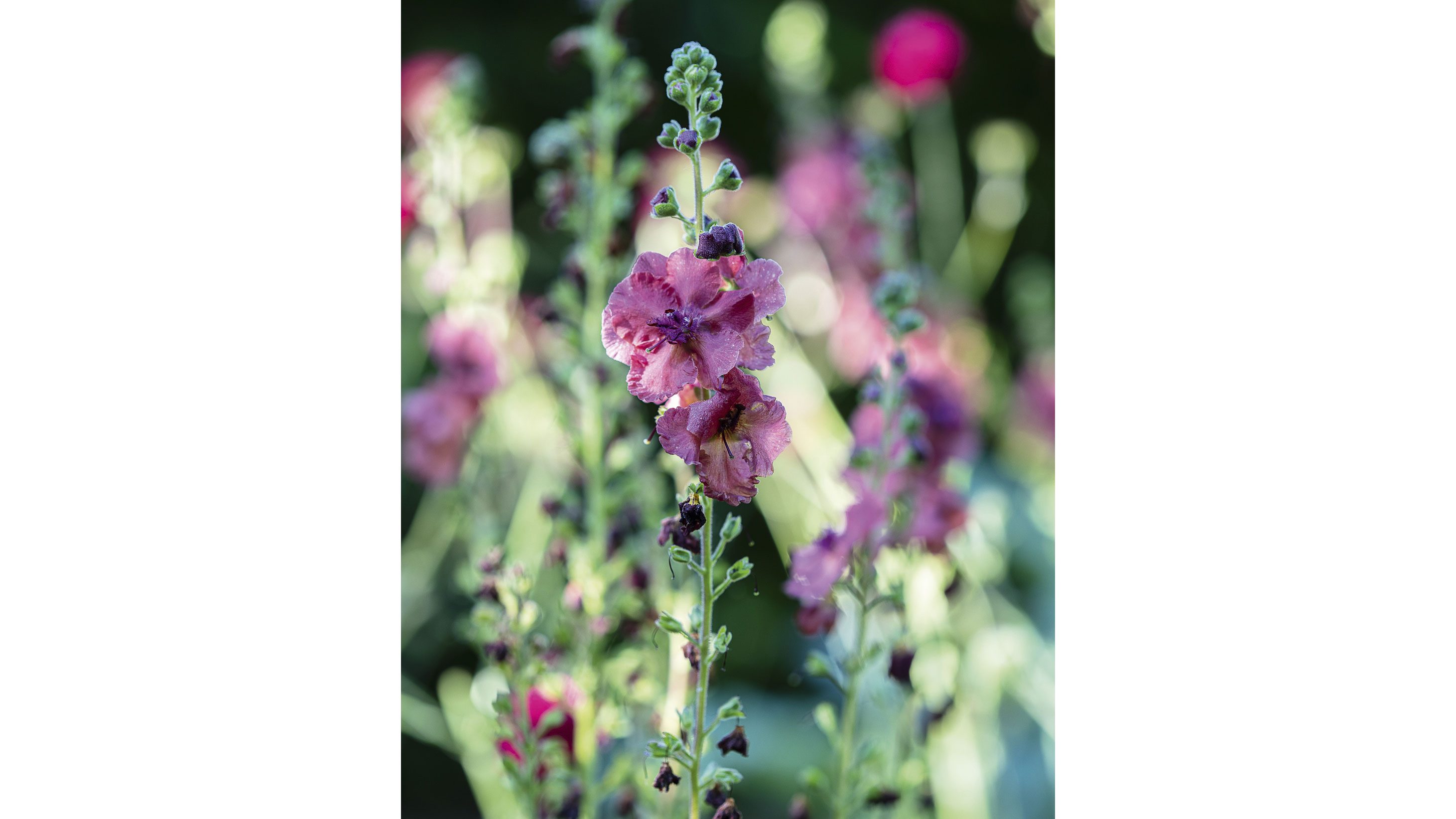 Verbascum ‘Petra’