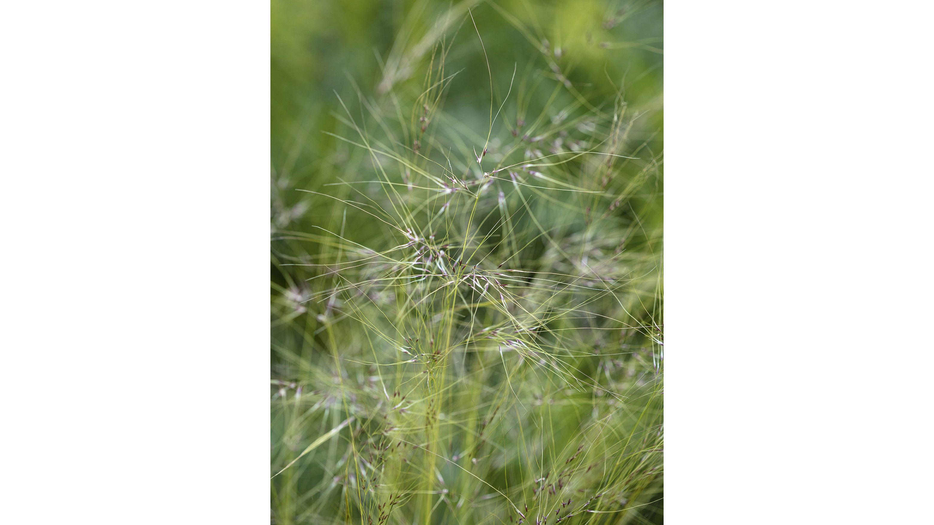 Stipa tenuissima