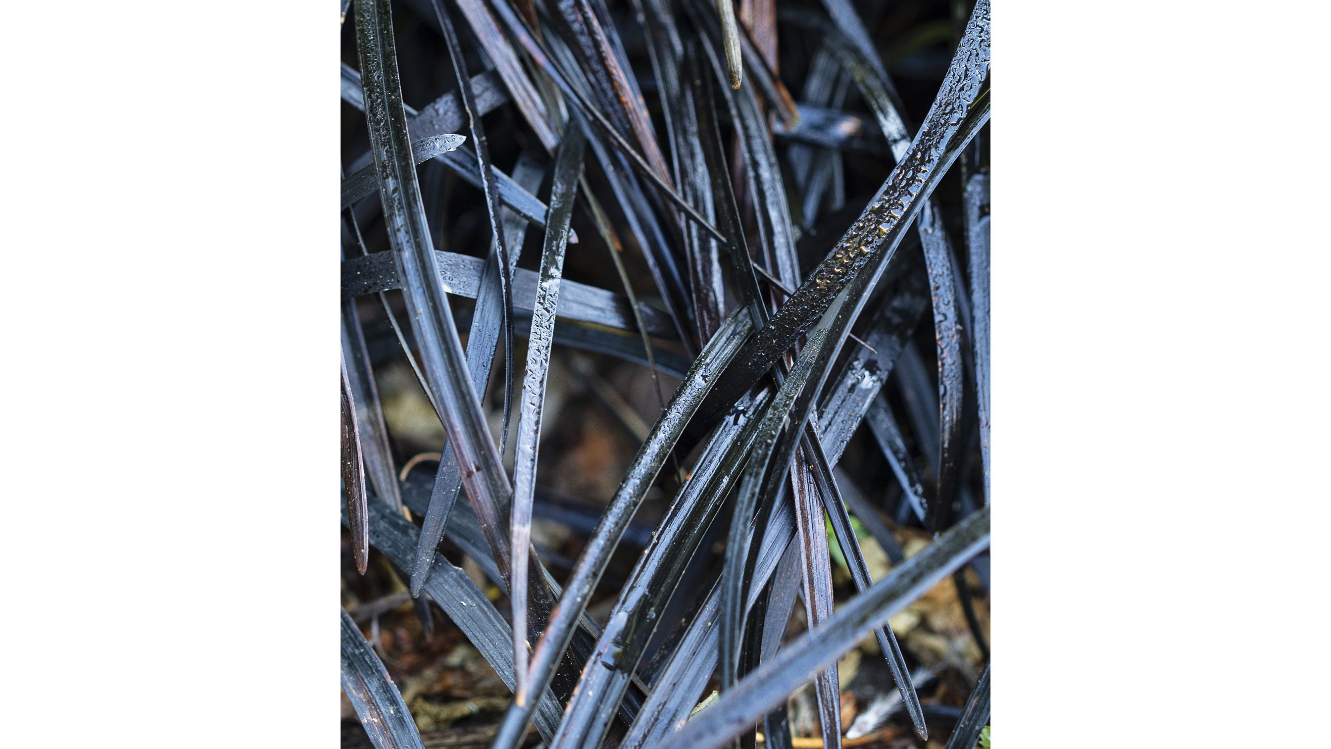Ophiopogon planiscapus ‘Kokuryu’