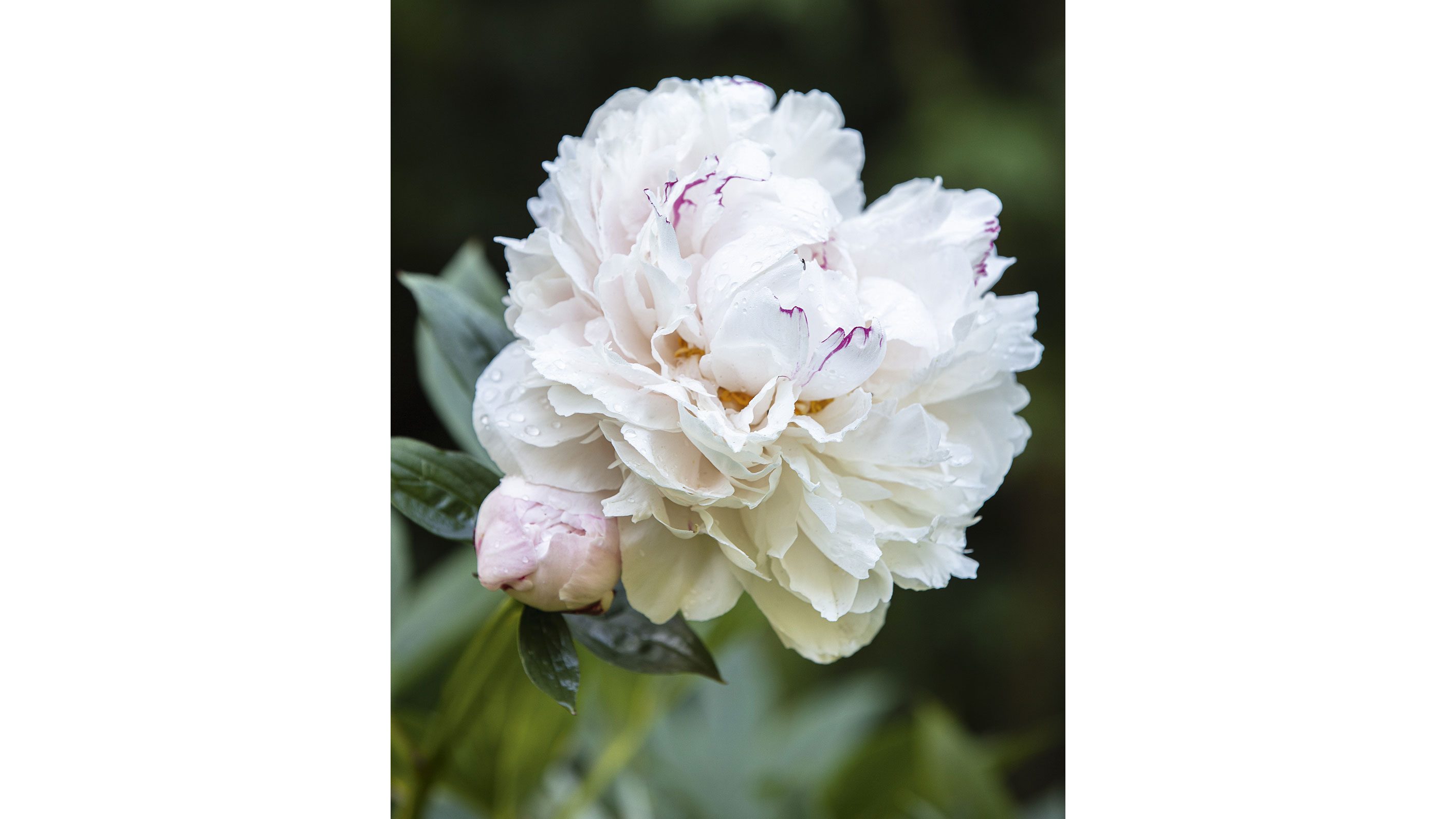 Paeonia lactiflora ‘Festiva Maxima’
